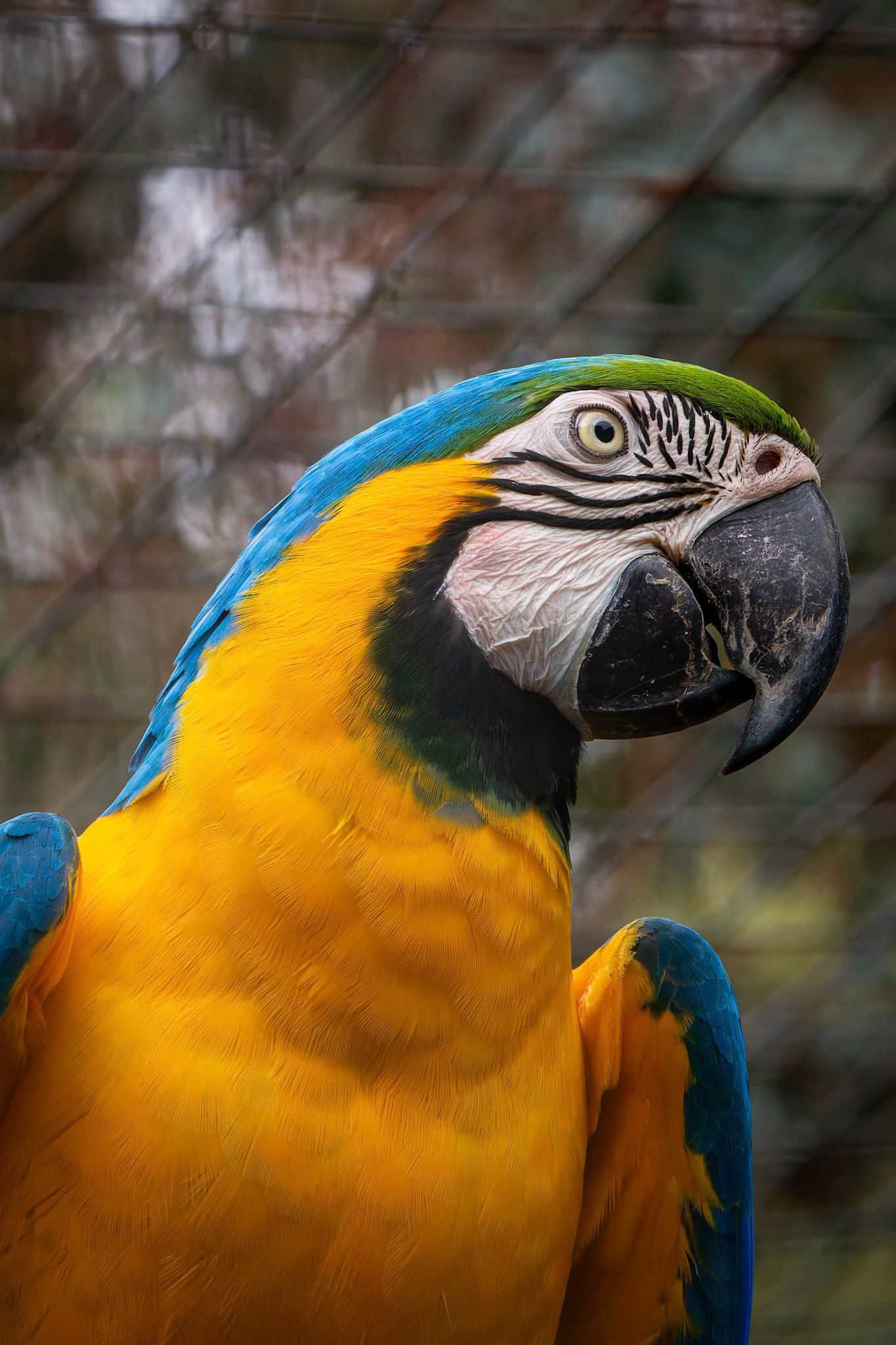 Blue and Yellow Macaw at the Kangaroo Island Wildlife Park on Kangaroo Island, Australia