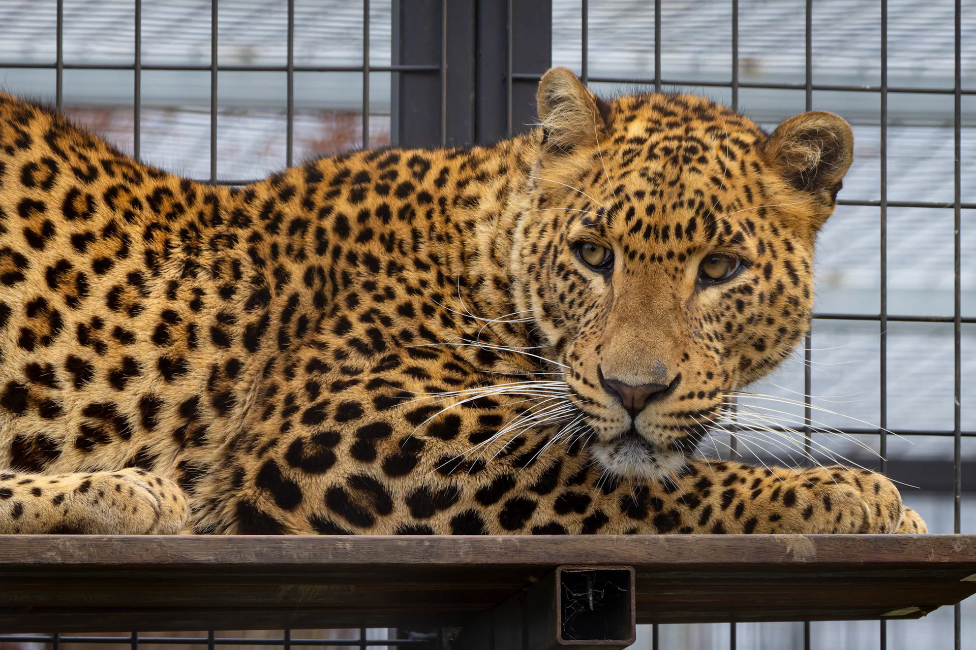 Sri Lankan Leopard at the Tasmanian Zoo outside of Launceston in Tasmania, Australia