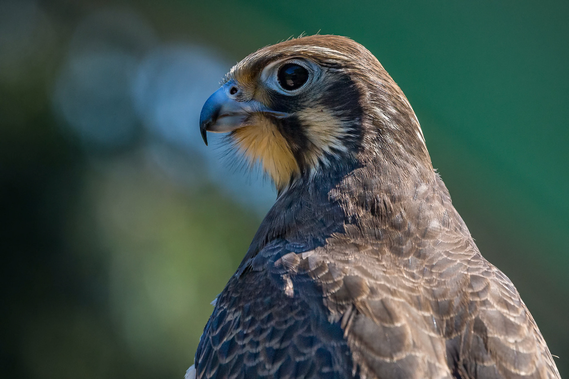 Brown Falcon at the Raptor Domain on Kangaroo Island, Australia
