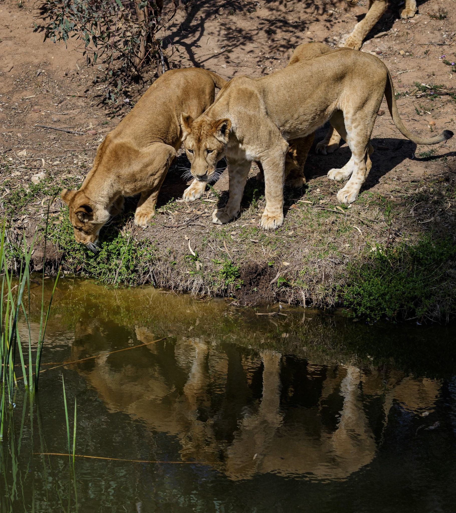 African Lion at Dubbo Zoo in Dubbo, Australia