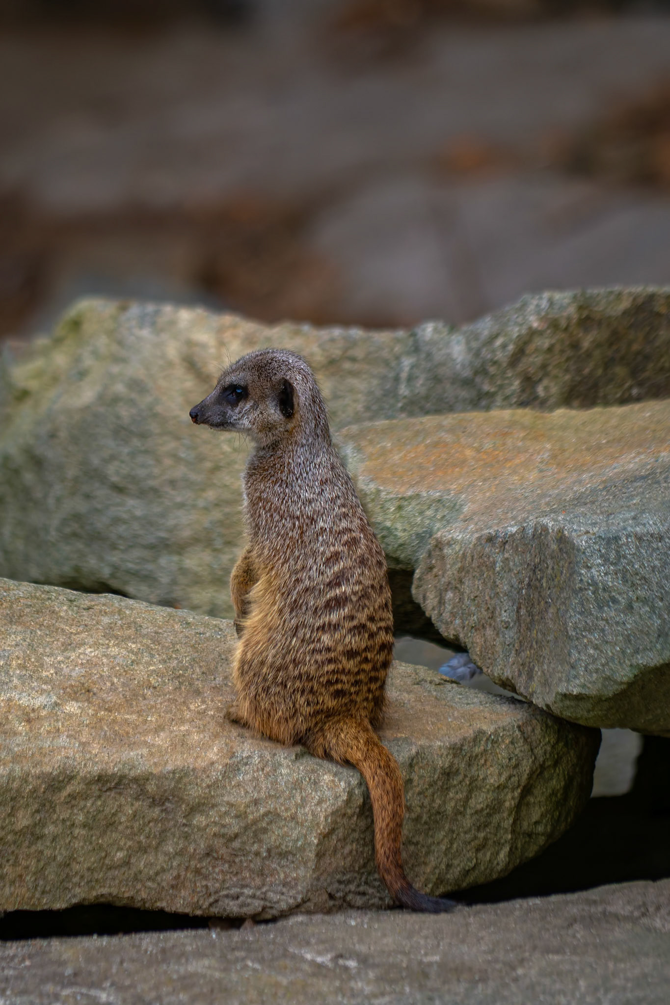Meerkat at the Edinburgh Zoo, Scotland