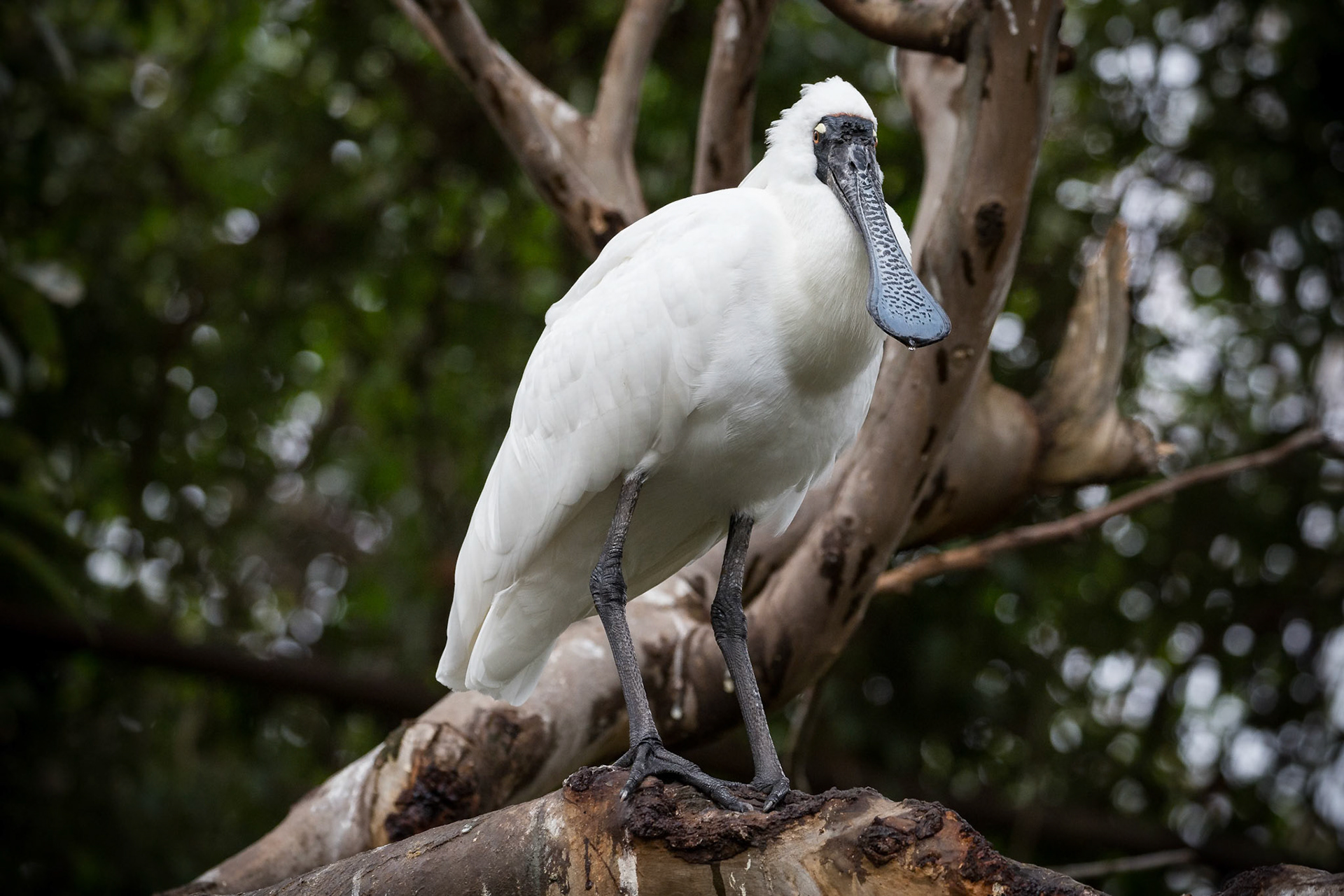 Royal Spoonbill at the Melbourne Zoo in Melbourne, Australia