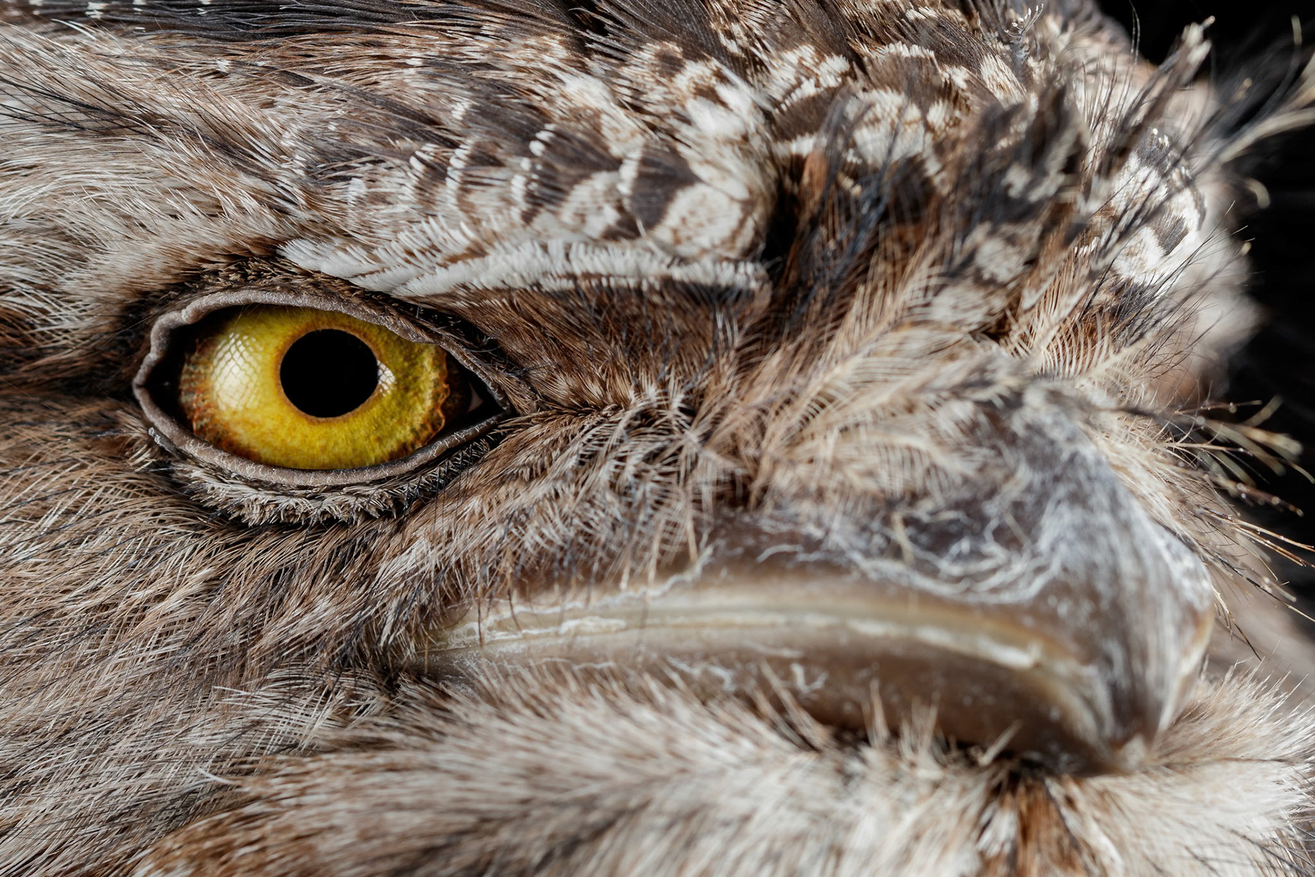 Lulu the Tawny Frogmouth at the Canon Collection  Wildcall Wildlife Portraits event, Australia