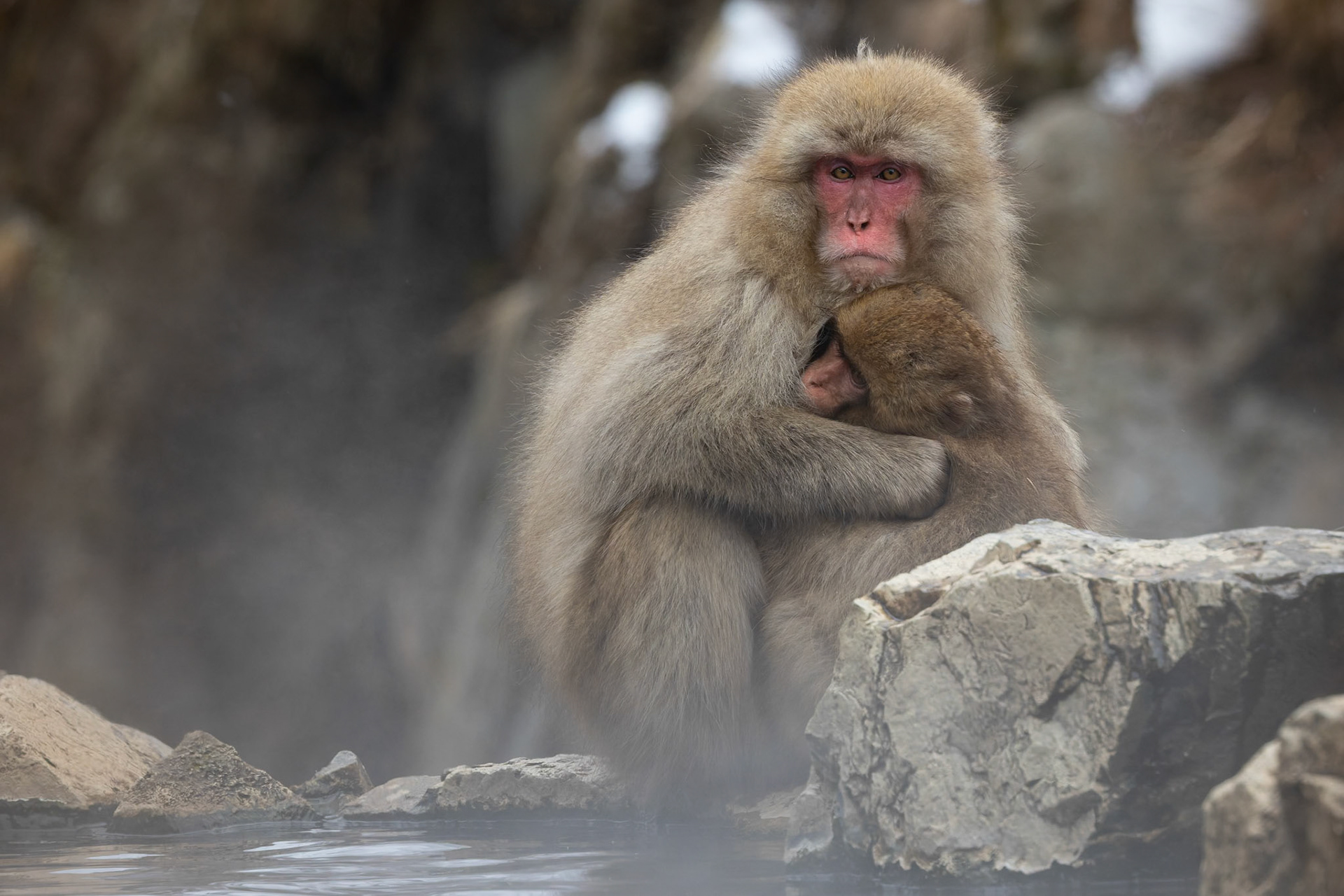 Mother and baby Japanese macaque (Snow Monkey) at Jigokudani Yaen-Koen, Japan