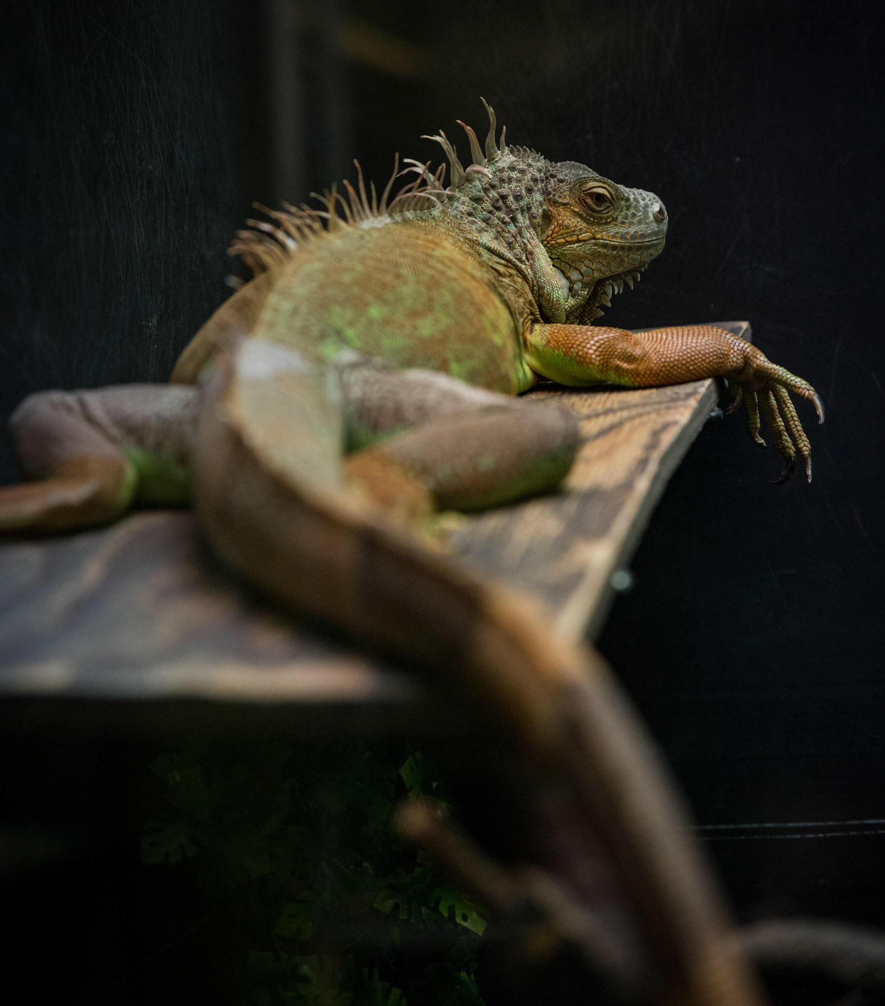 Iguana at the Reykjavik Zoo, Iceland