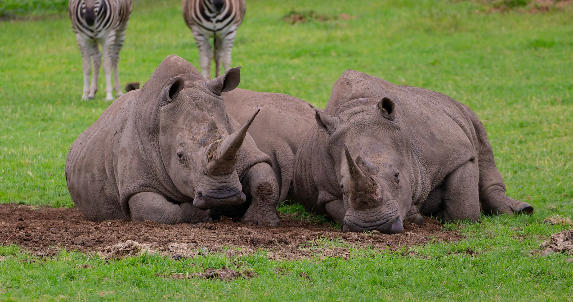 Southern White Rhinoceros at Werribee Open Range Zoo in Werribee South in Victoria, Australia