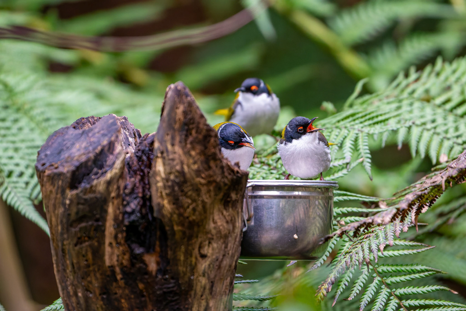 White-Naped Honeyeater at Healesville Sanctuary in Healesville, Australia