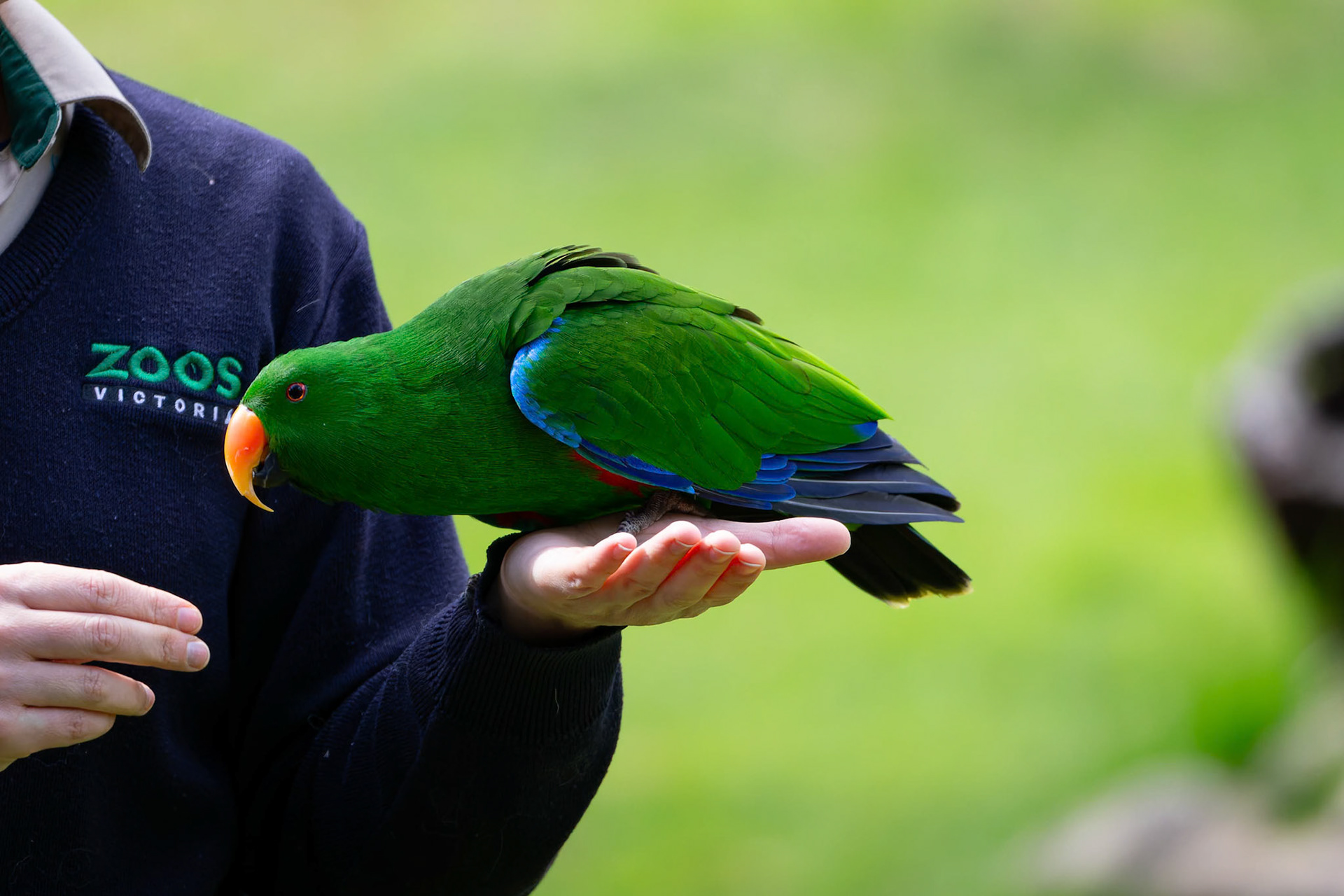 Eclectus Parrot at Healesville Sanctuary in Healesville, Australia