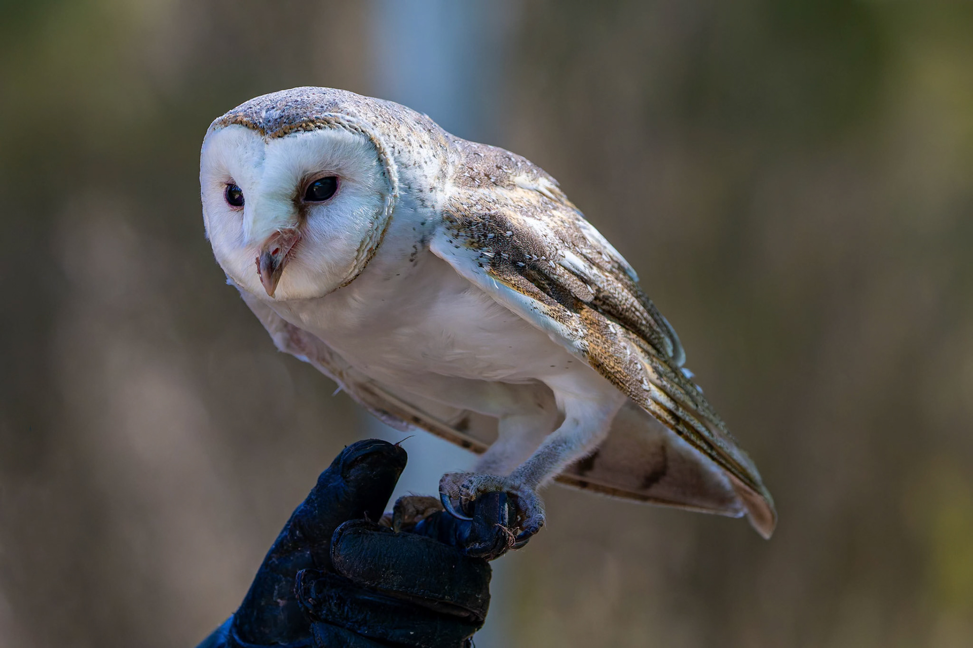 Barn Owl at the Raptor Domain on Kangaroo Island, Australia