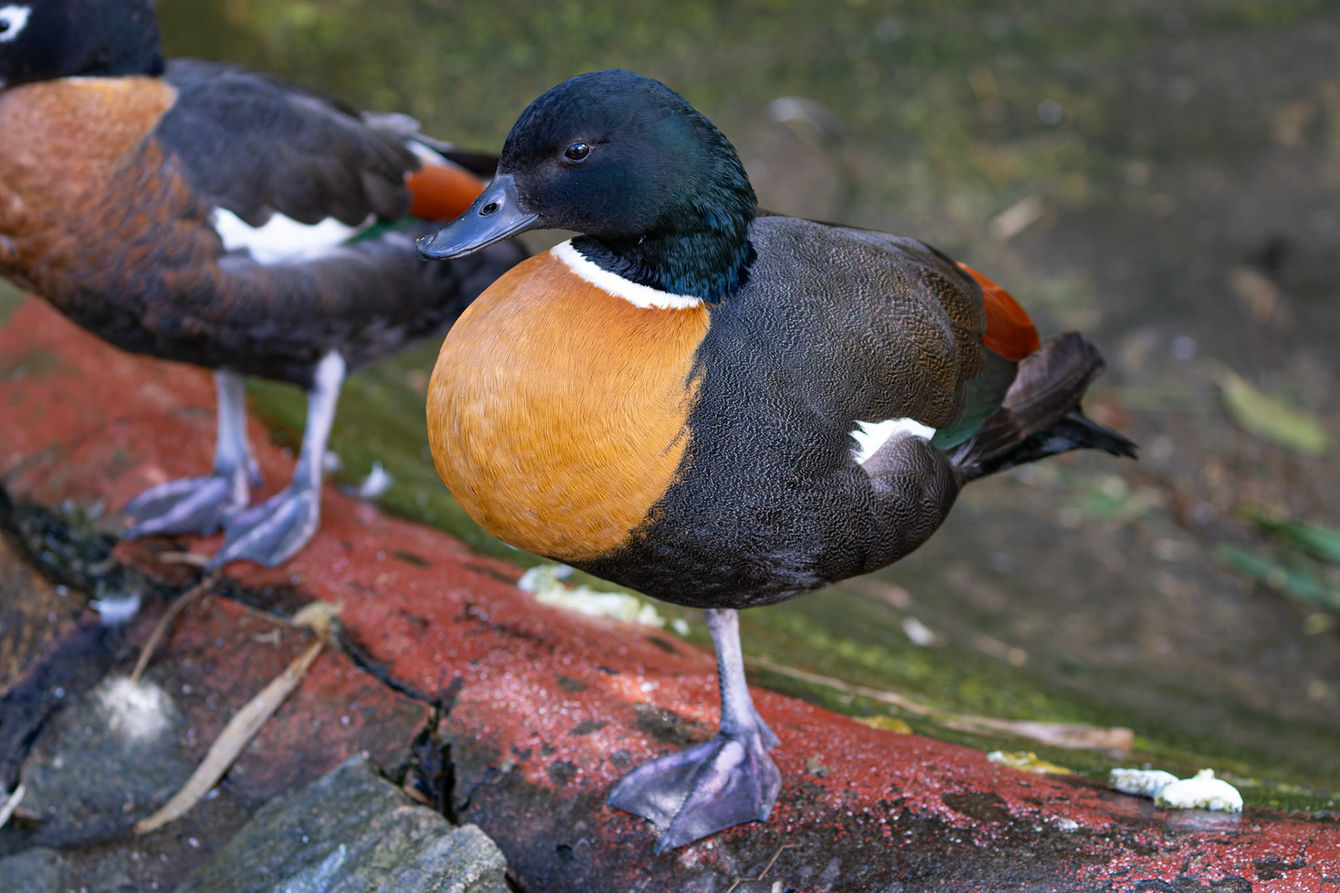 Female Australian Shelduck at the Gorge Wildlife Park, South Australia, Australia