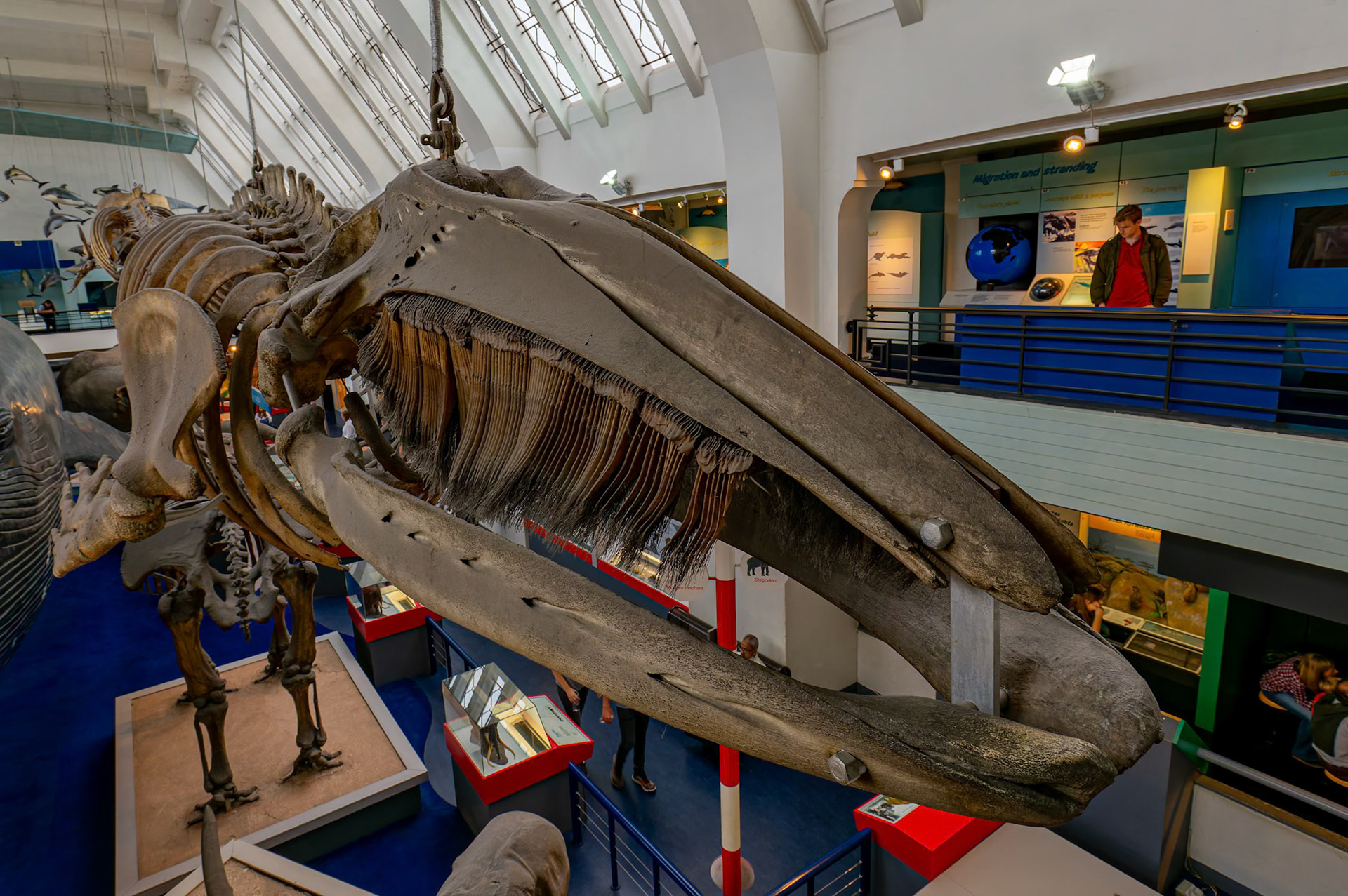 Animal Kingdom at the Natural History Museum in London, England