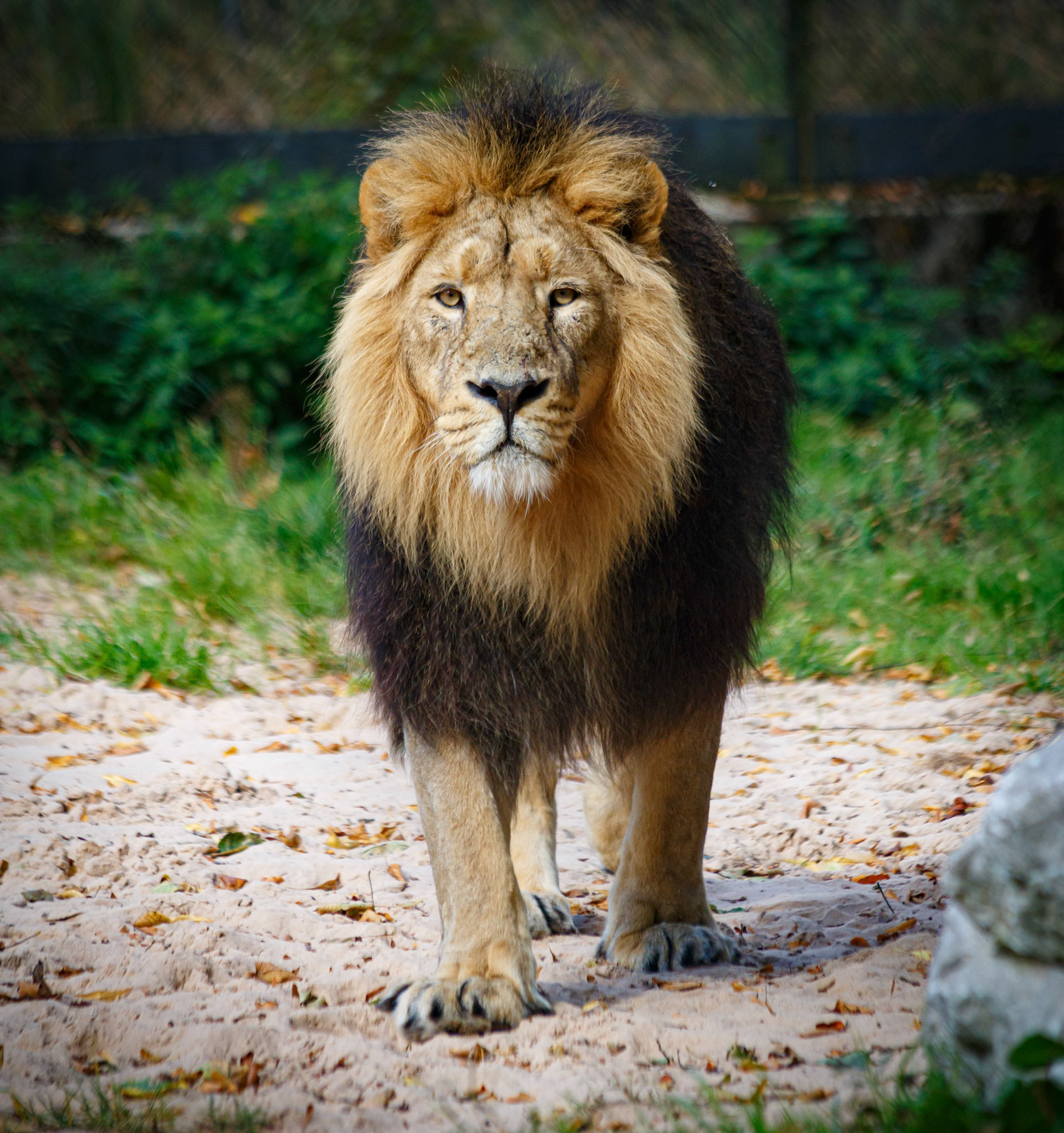 Asiatic Lion at the Chester Zoo, England