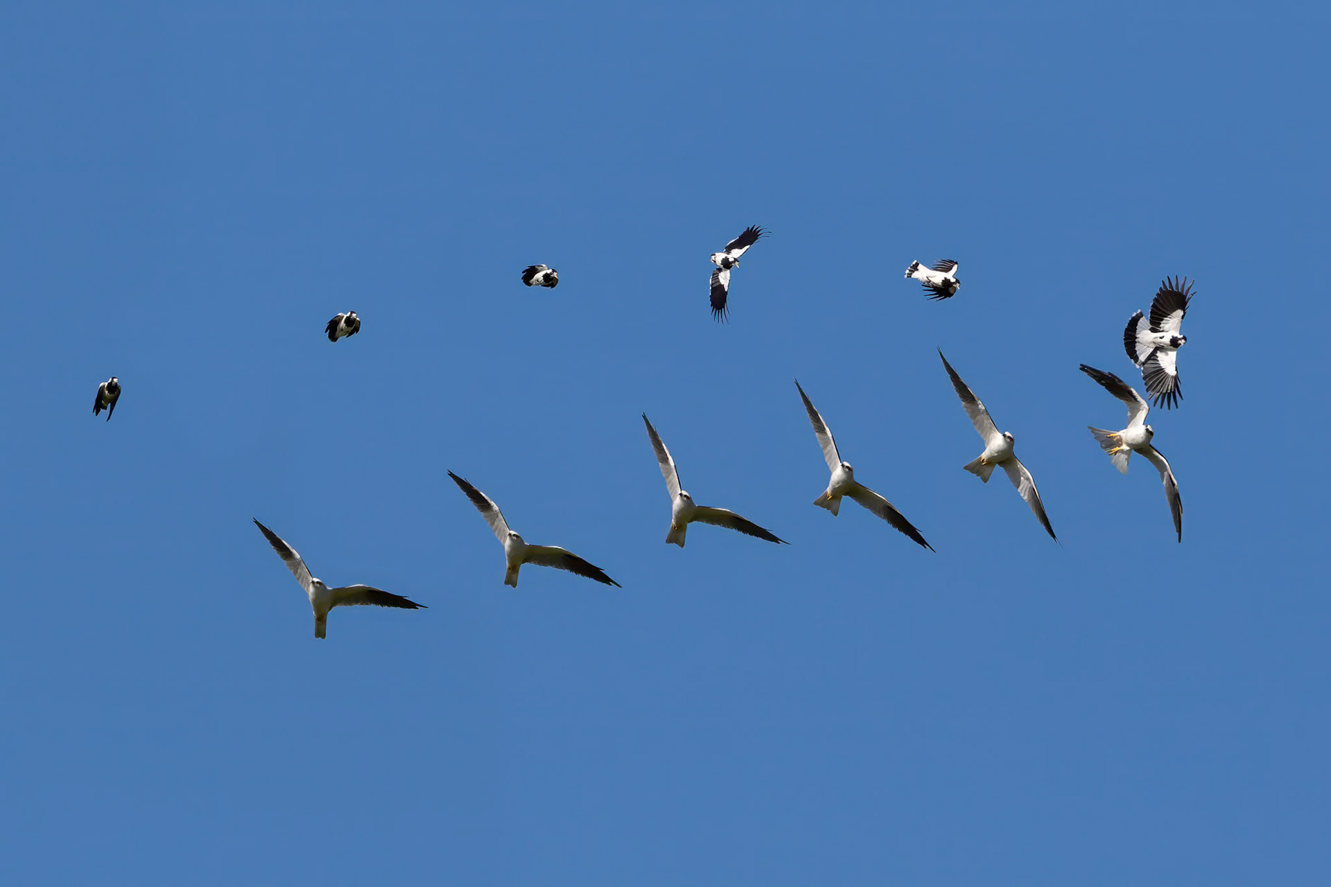 Dog Fighting with a Black Shouldered Kite at a park in Springfield, Australia