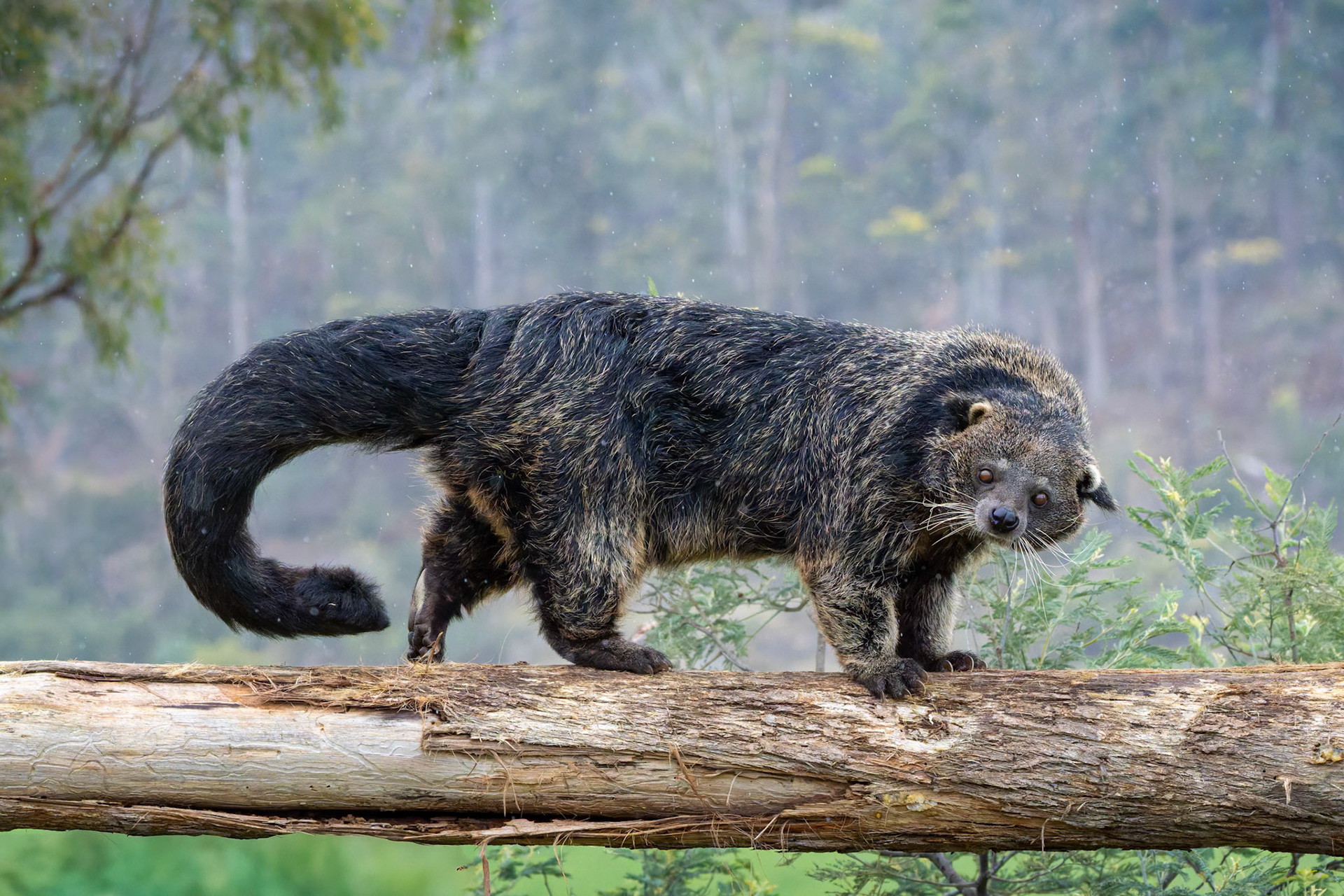 Binturong at the Tasmanian Zoo outside of Launceston in Tasmania, Australia
