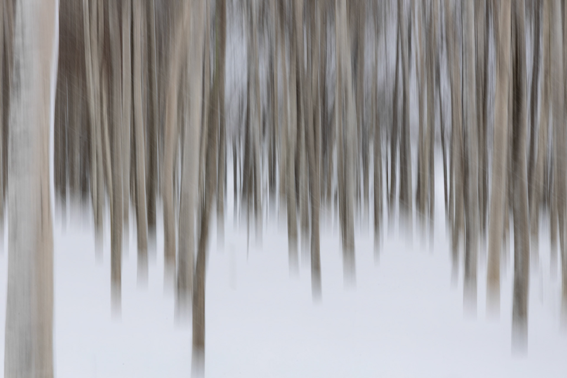 Utoro Birch Trees along a road in Shibetsu on the Island of Hokkaido, Japan