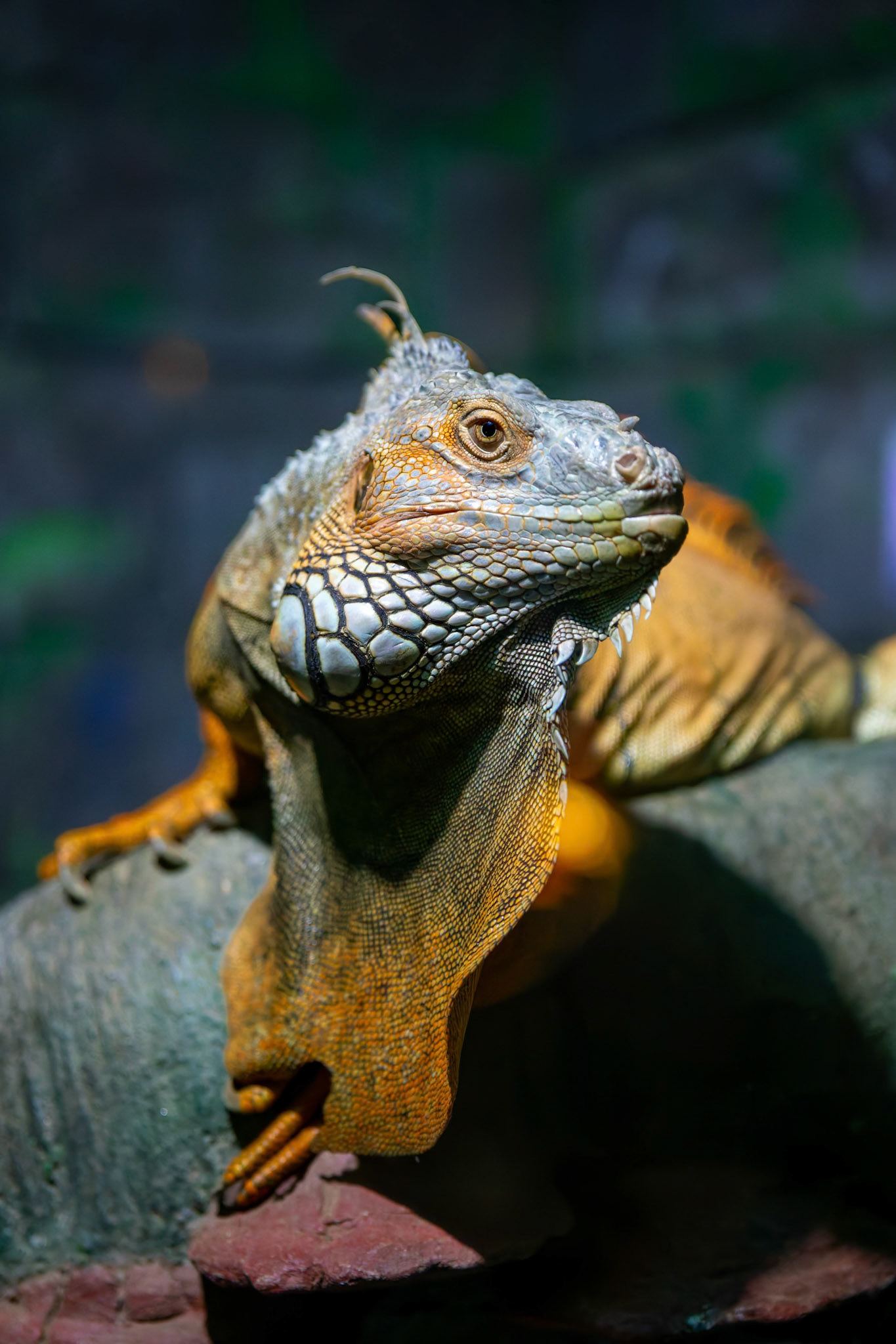 Iguana at the Gorge Wildlife Park, South Australia, Australia