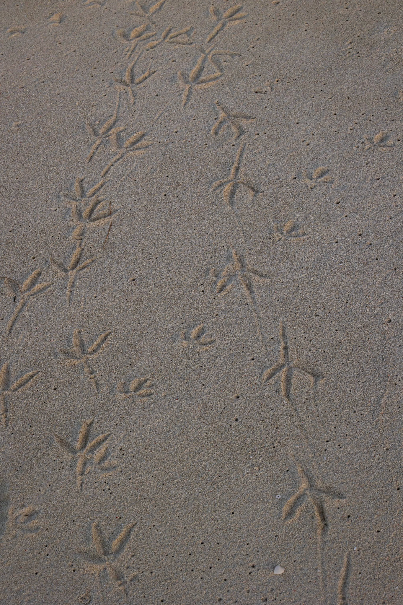 Bird feet prints in the sand at Heron Island, Australia