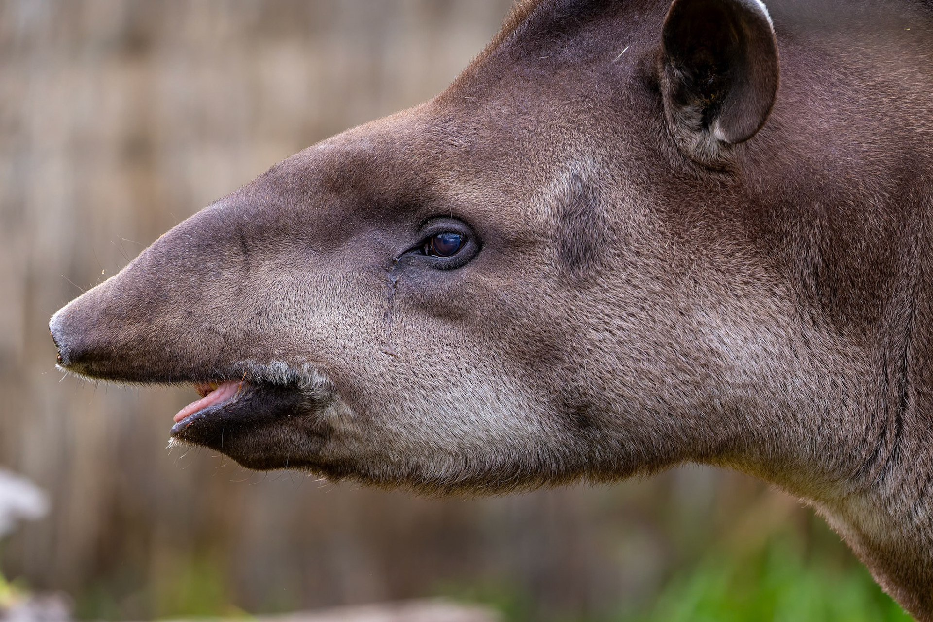 Brazilian Tapir at the Melbourne Zoo in Melbourne, Australia