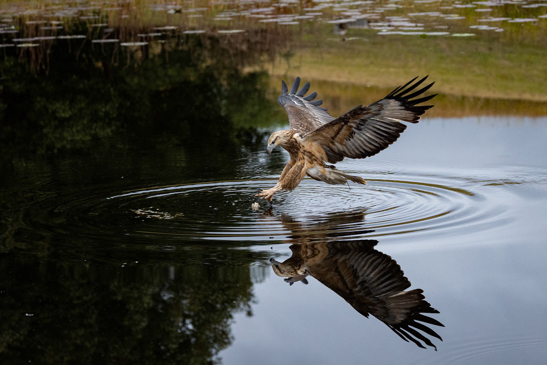 Wanda the Sea Eagle at Biddaddaba during the Photographers Collective Birds of Prey Event, Australia