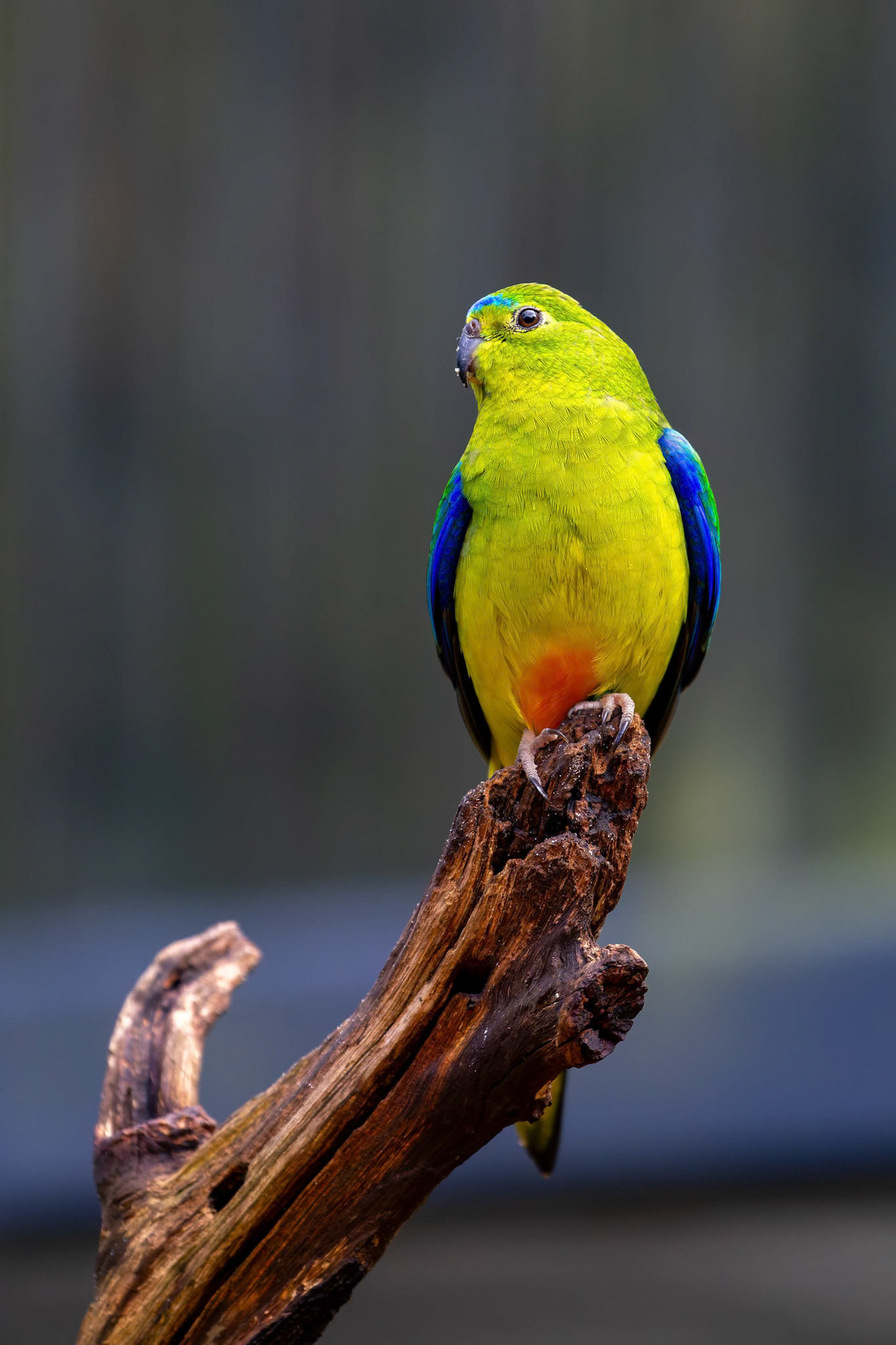 Orange-bellied Parrot at Healesville Sanctuary in Healesville, Australia
