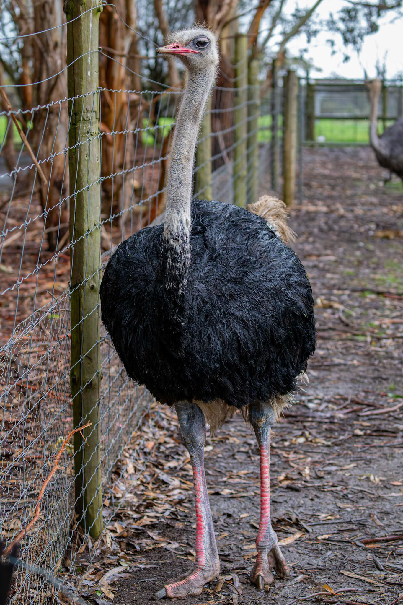 Emu at the Kangaroo Island Wildlife Park on Kangaroo Island, Australia