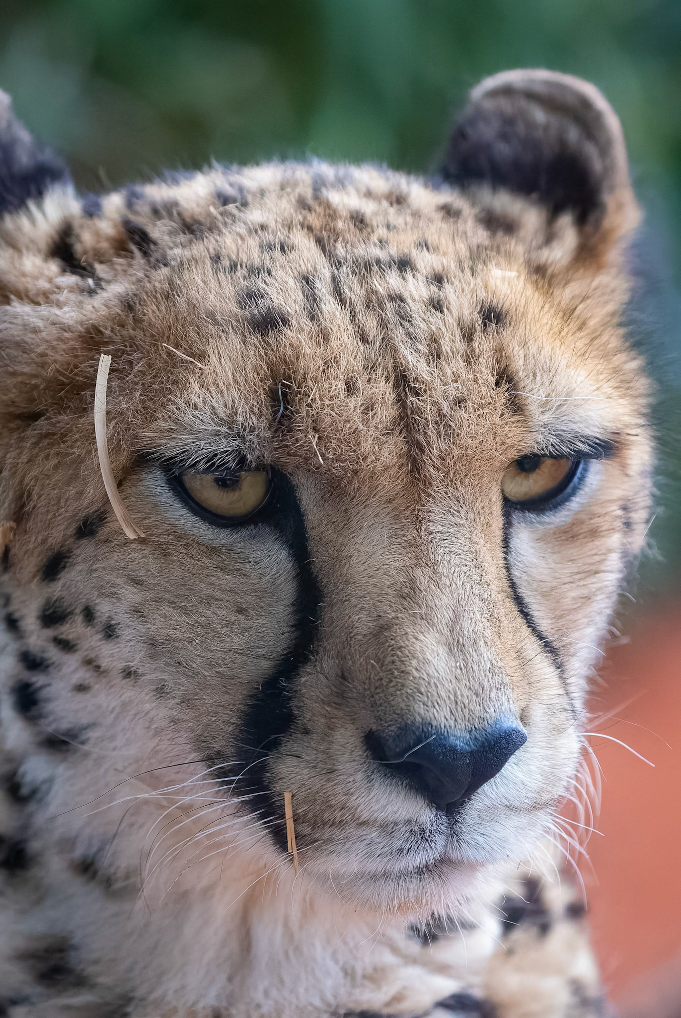 Cheetah at Werribee Open Range Zoo in Werribee South in Victoria, Australia
