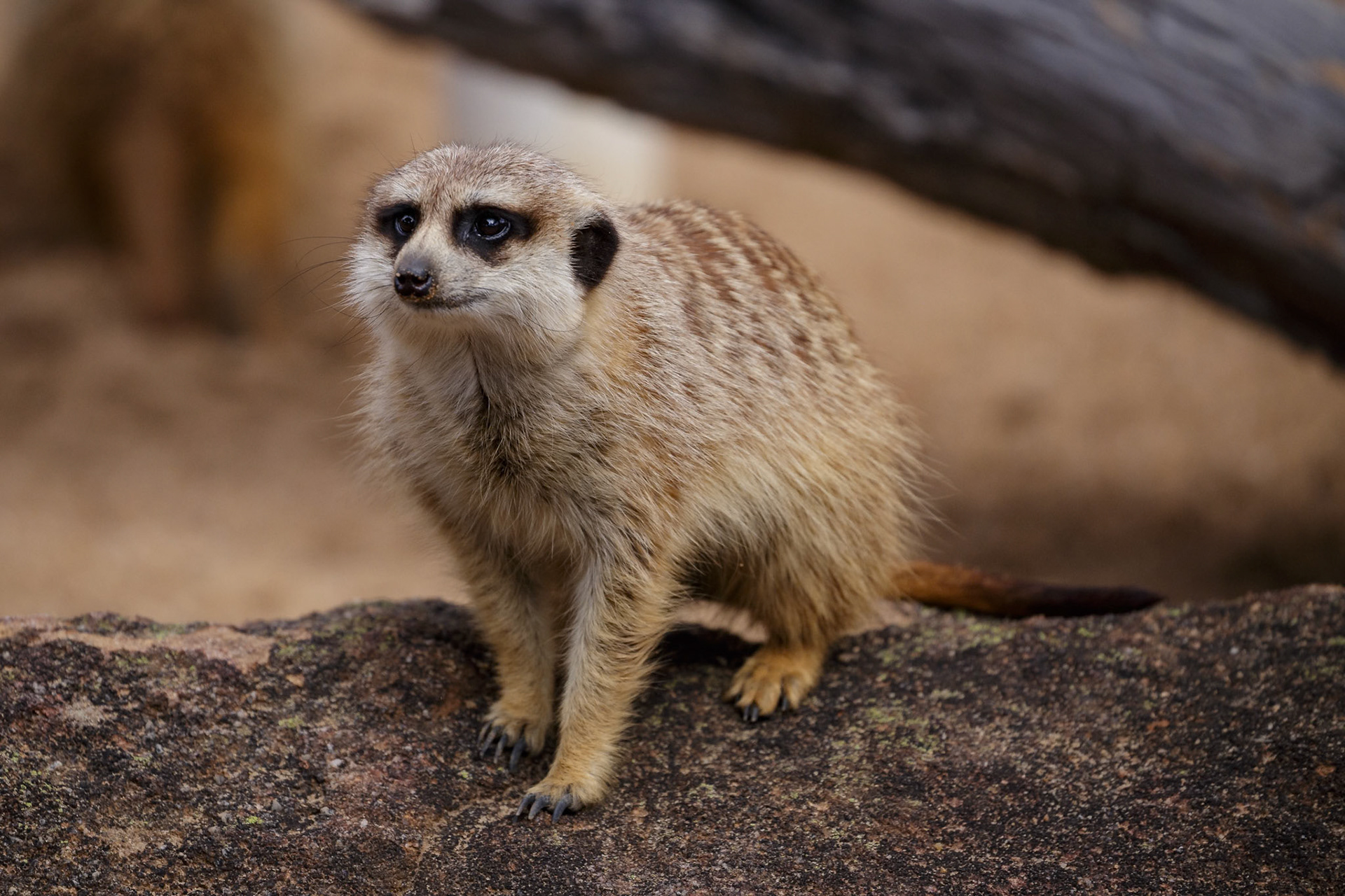Meerkat at Dubbo Zoo in Dubbo, Australia
