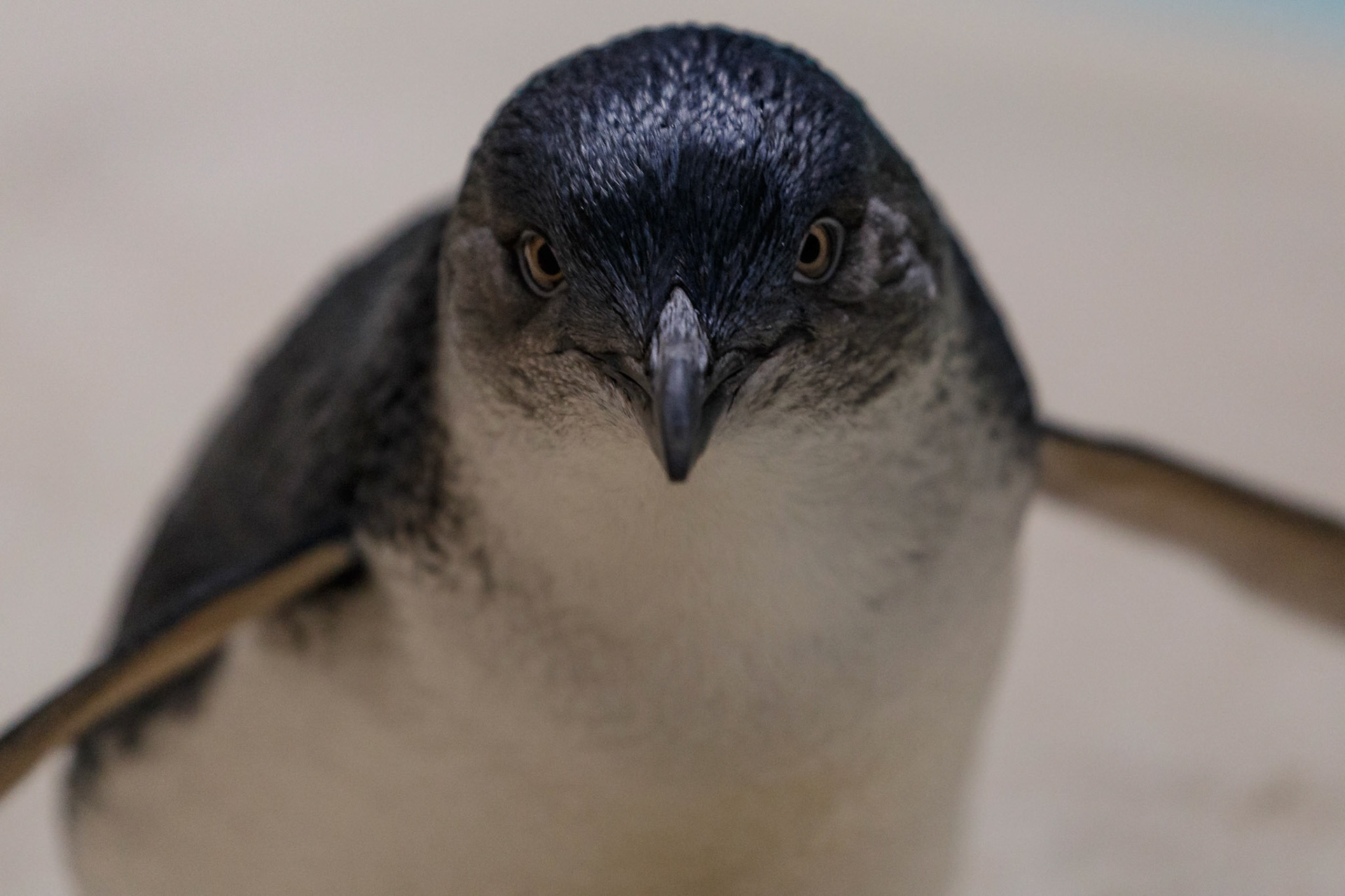 Little Penguin at the Kangaroo Island Wildlife Park on Kangaroo Island, Australia