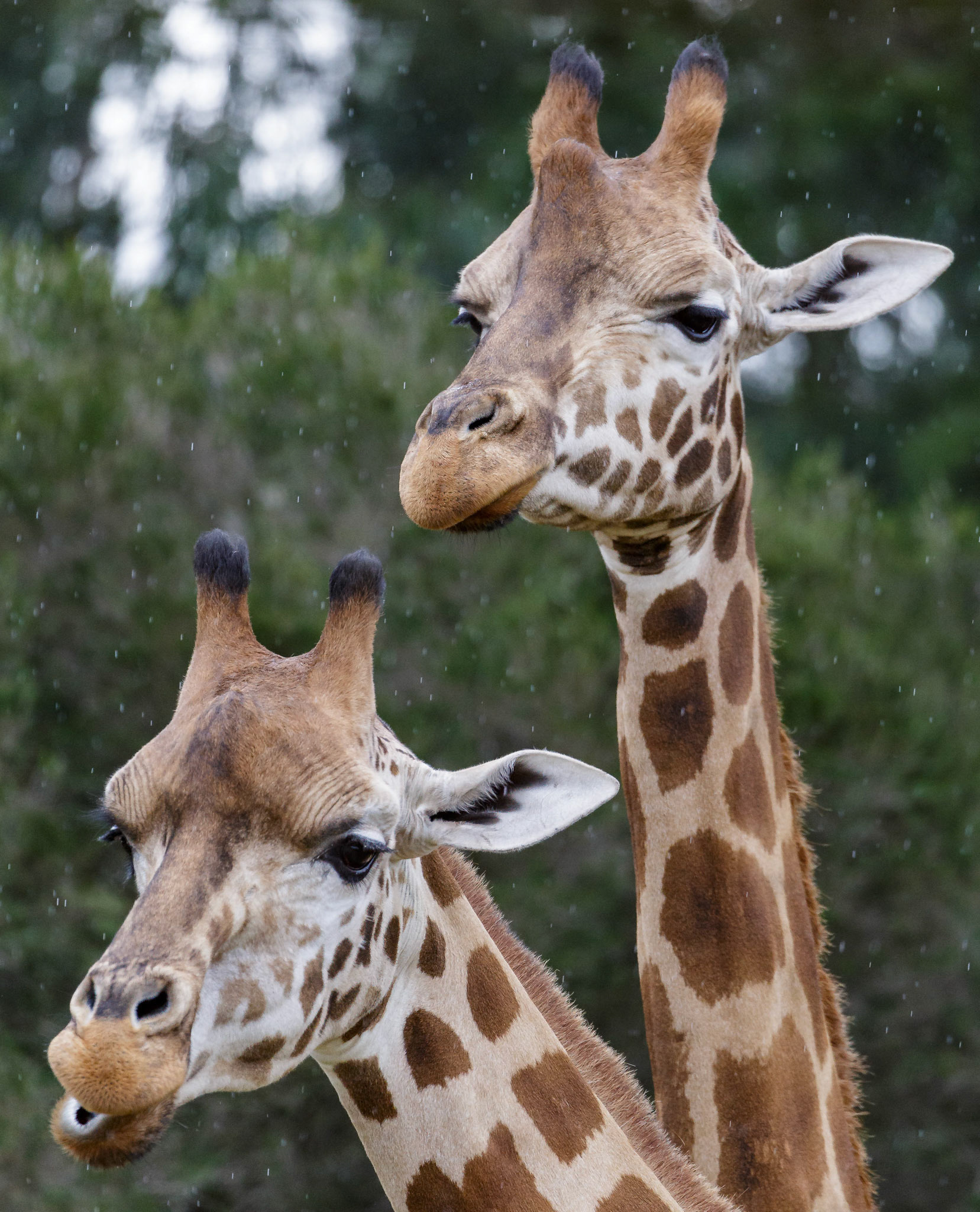 Giraffes at Werribee Open Range Zoo in Werribee South in Victoria, Australia