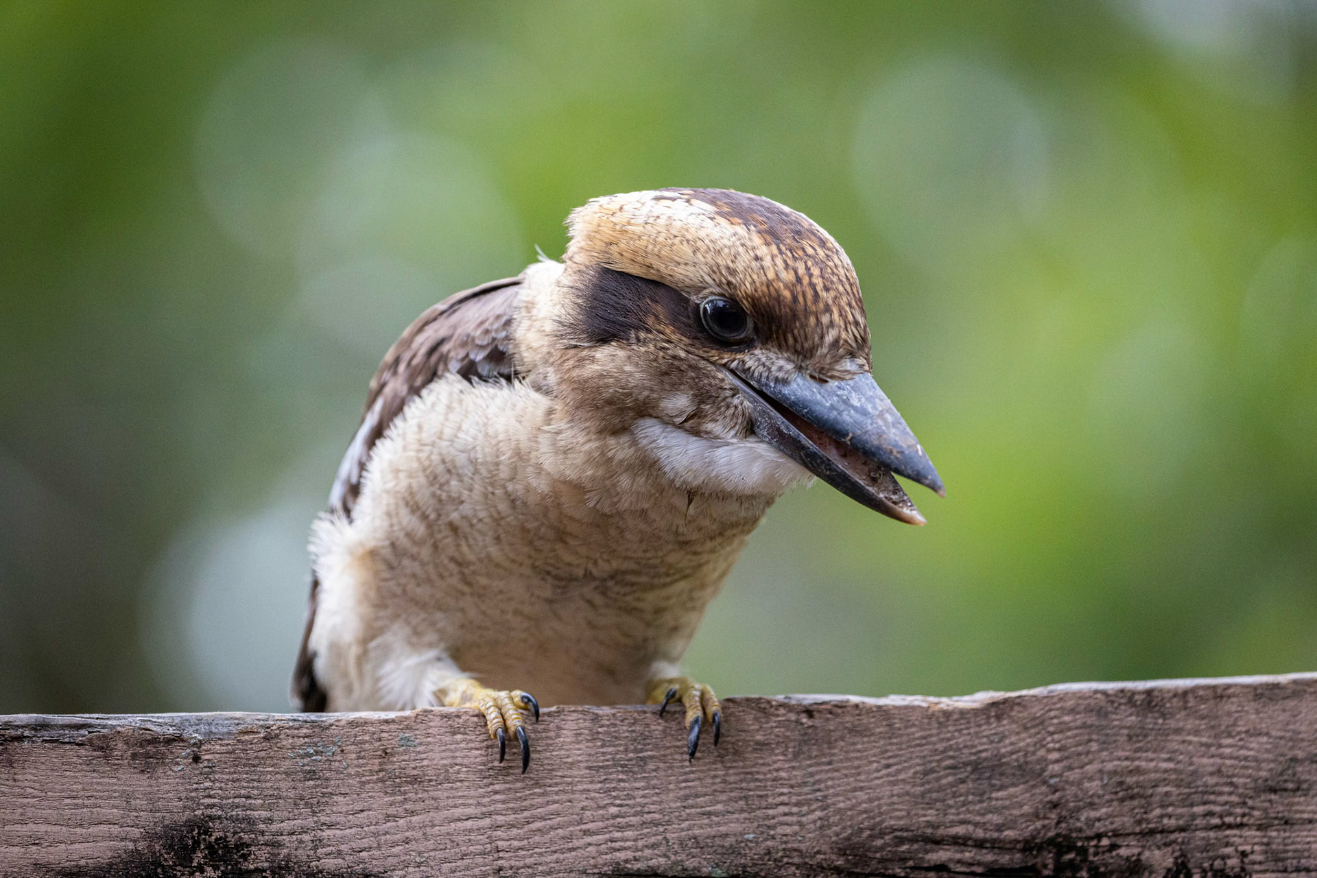 Kookaburra in Forestdale, Australia