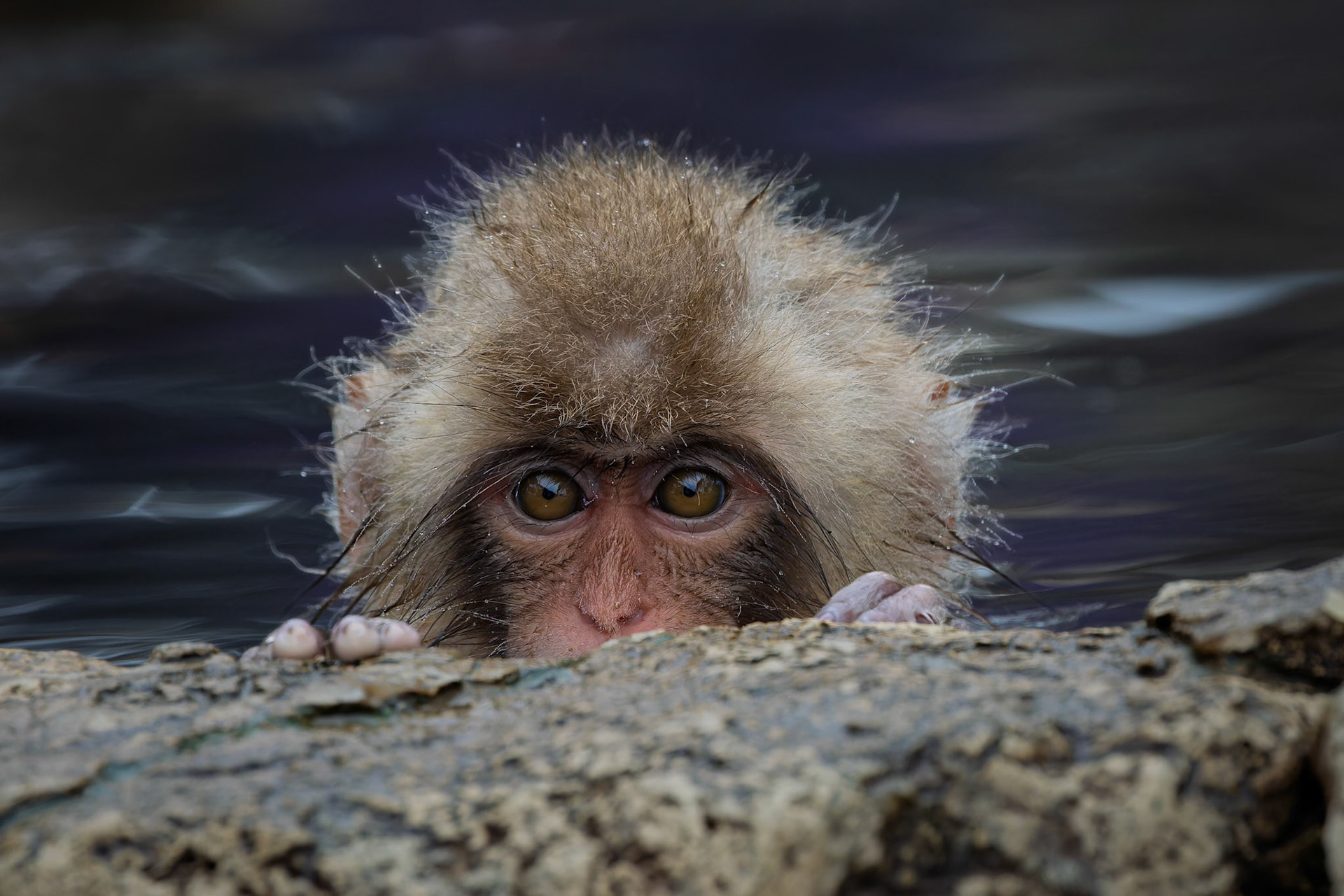 Baby Japanese macaque (Snow Monkey) at Jigokudani Yaen-Koen, Japan