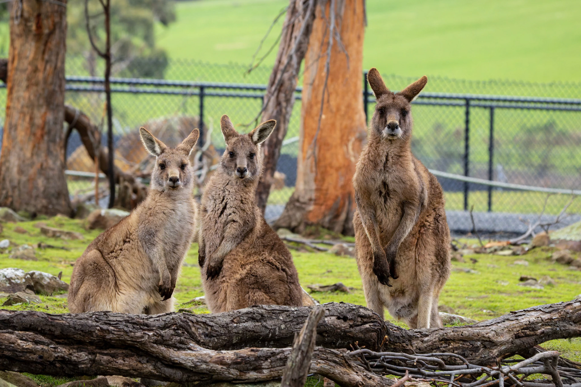 Kangaroos at the Tasmanian Zoo outside of Launceston in Tasmania, Australia