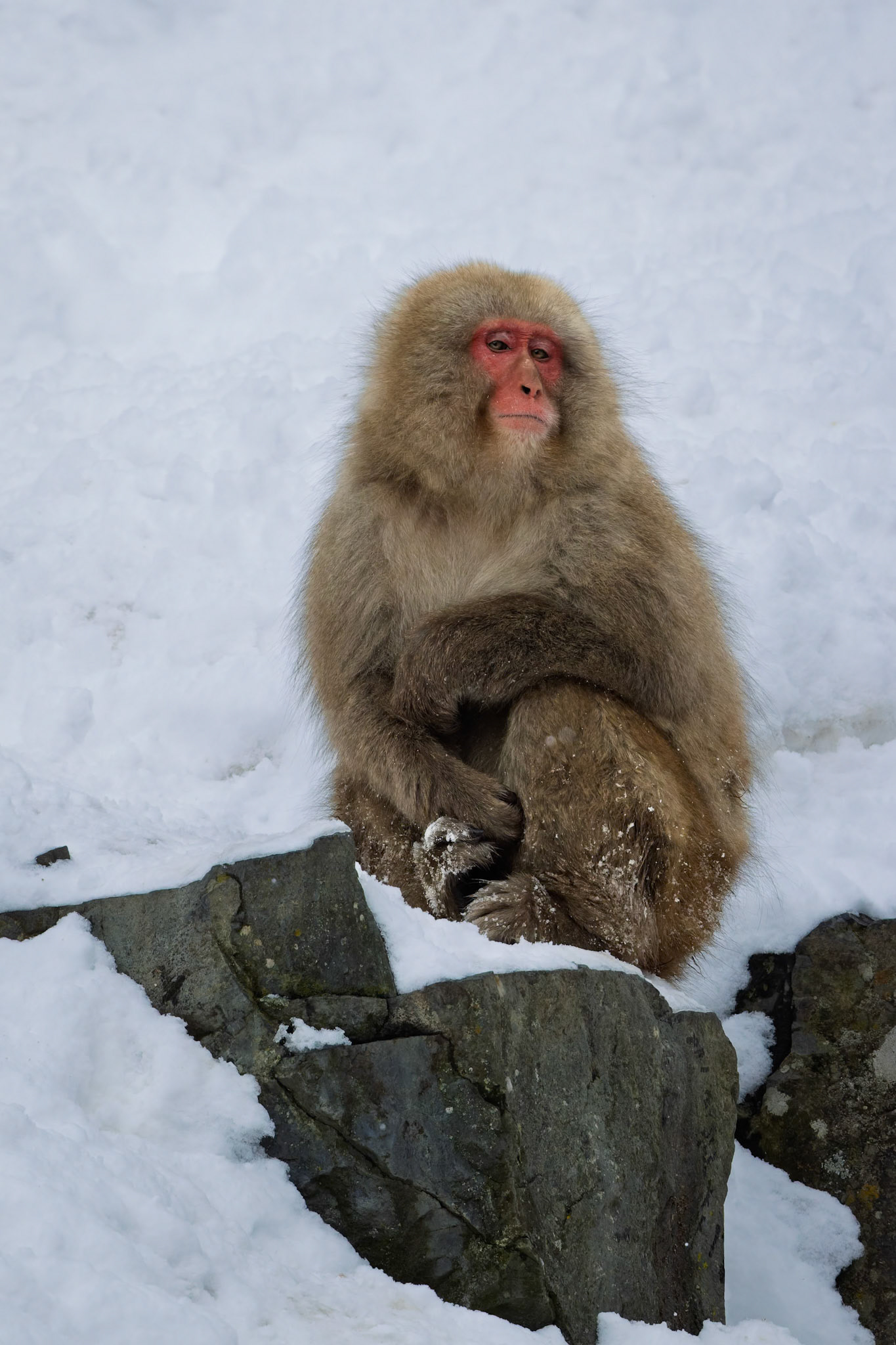 Japanese Macaque (Snow Monkey) at Jigokudani Yaen-Koen, Japan