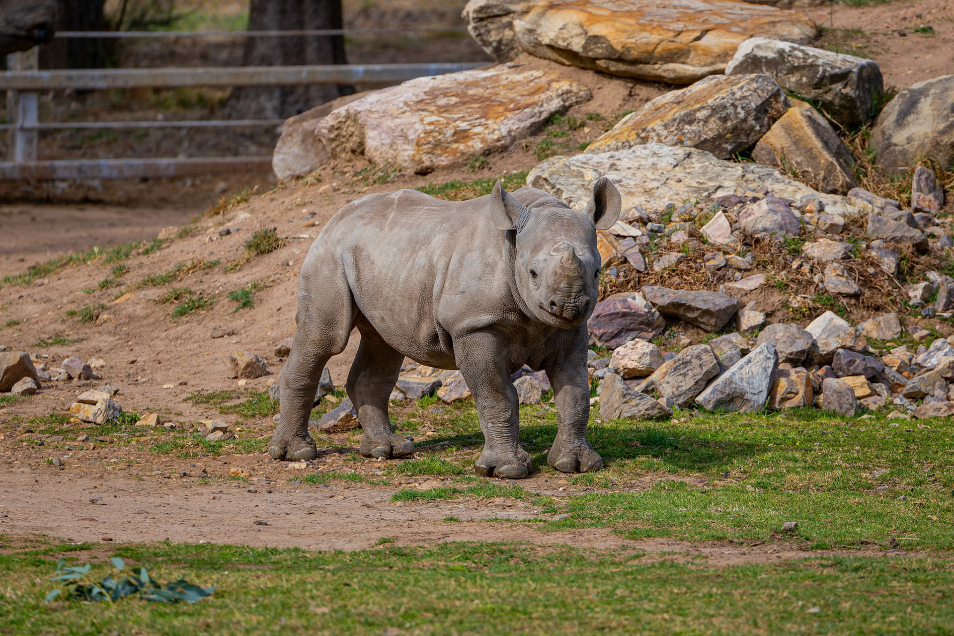 Baby Black Rhinoceros at Dubbo Zoo in Dubbo, Australia