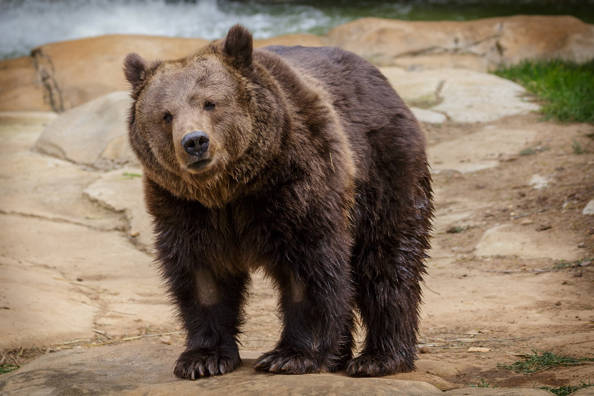 European Brown Bear at National Zoo &amp; Aquarium in Canberra, Australia