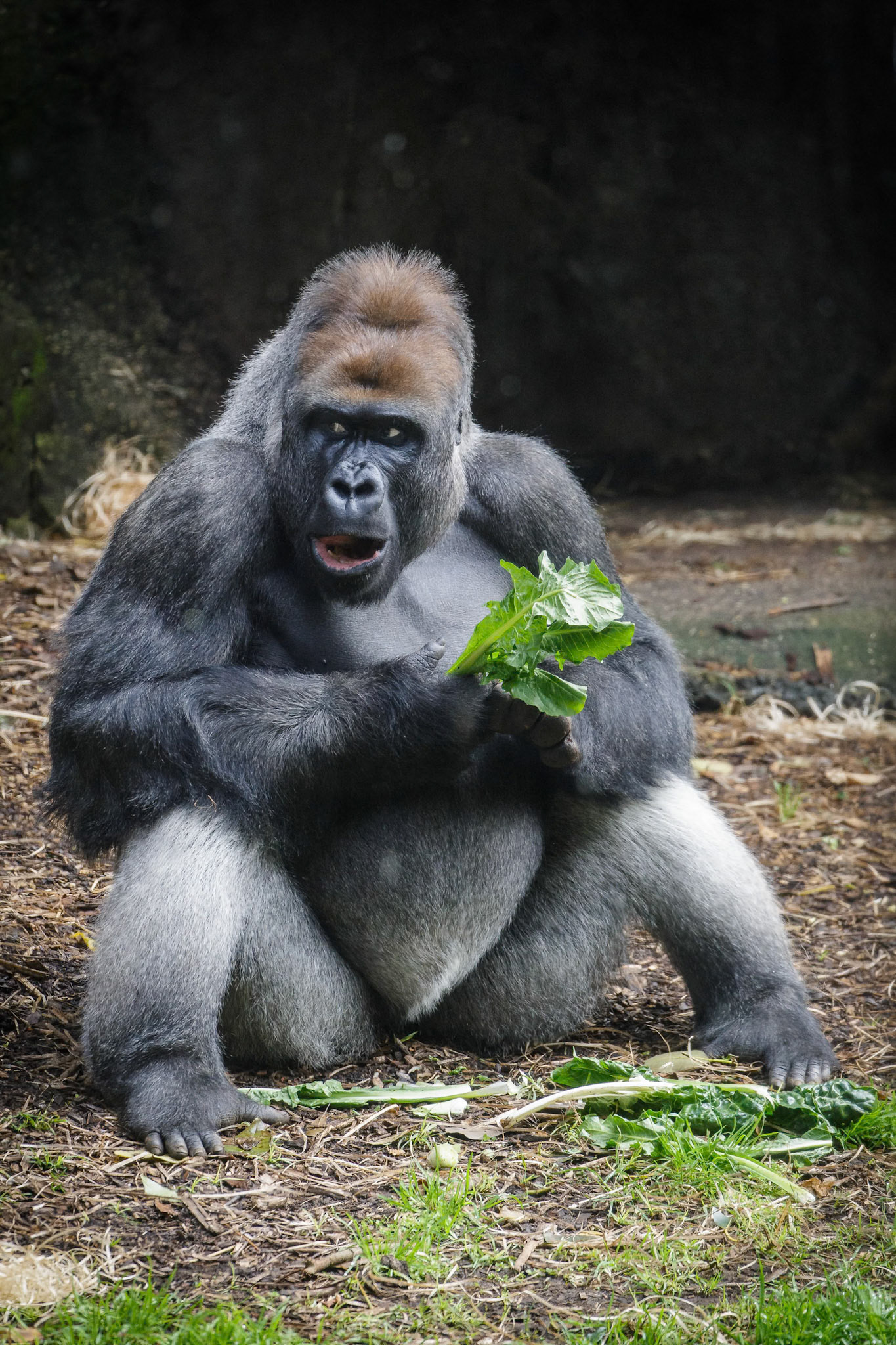 Western Lowland Gorilla at the Melbourne Zoo in Melbourne, Australia