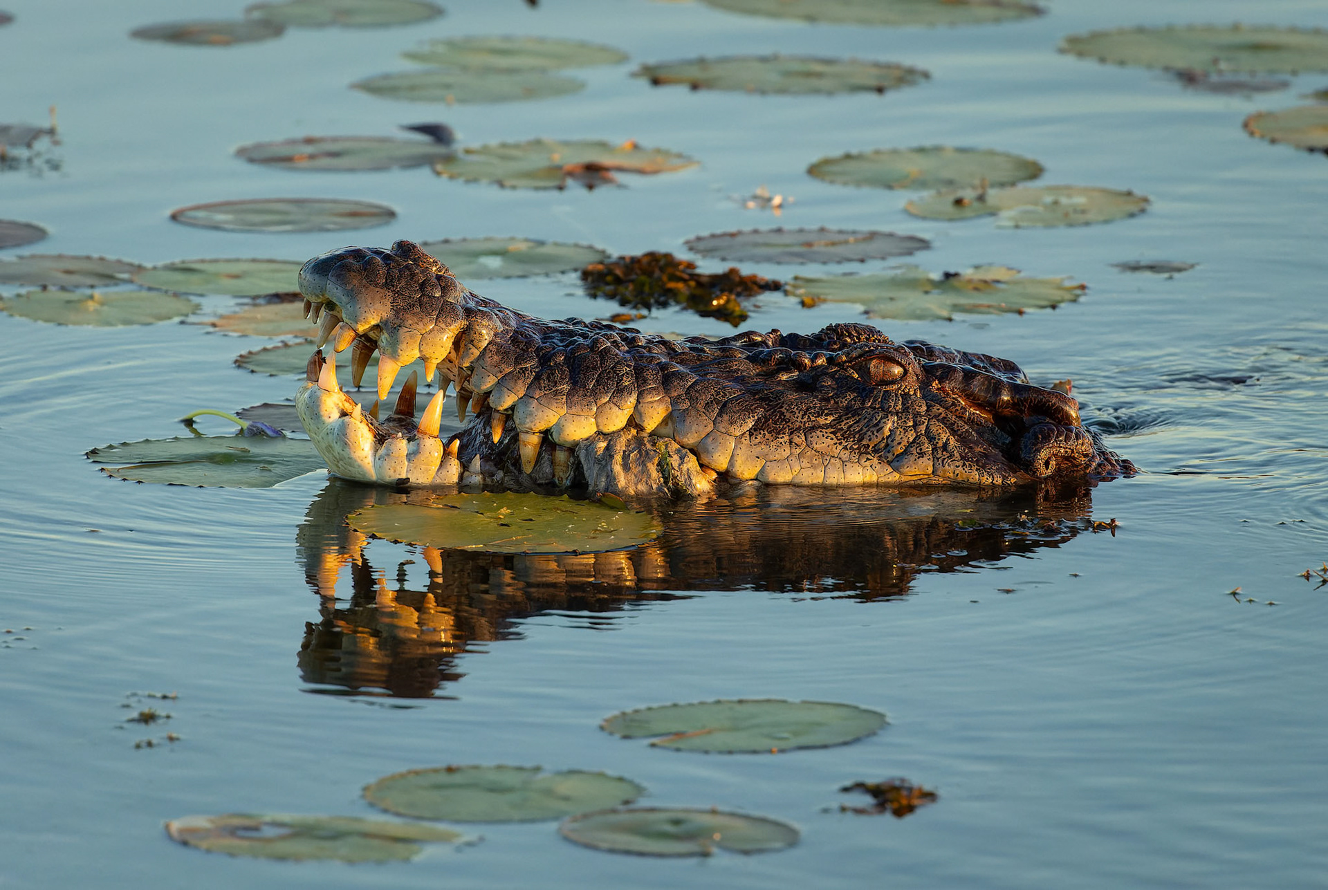 Crocodile holding onto it's meal at Yellow Water (Ngurrungurrudjba) in Kakadu, Northern Territory, Australia