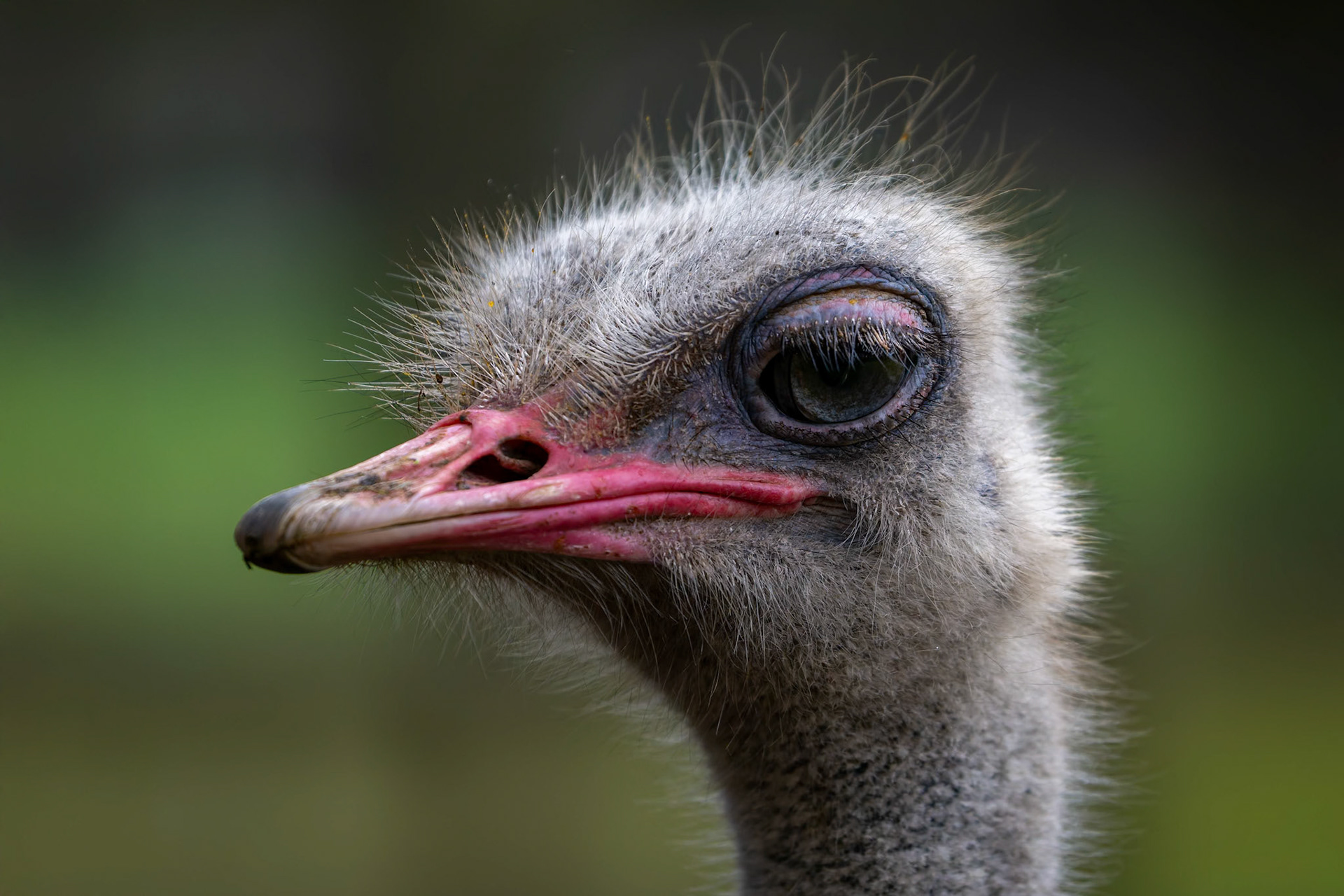 Emu at the Kangaroo Island Wildlife Park on Kangaroo Island, Australia
