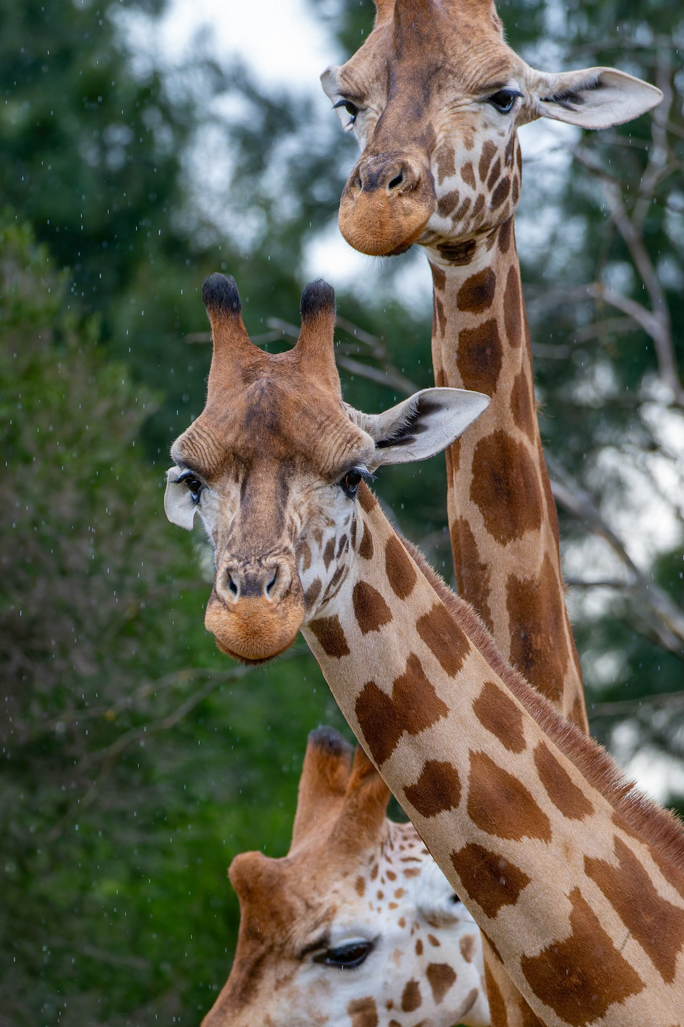 Giraffes at Werribee Open Range Zoo in Werribee South in Victoria, Australia