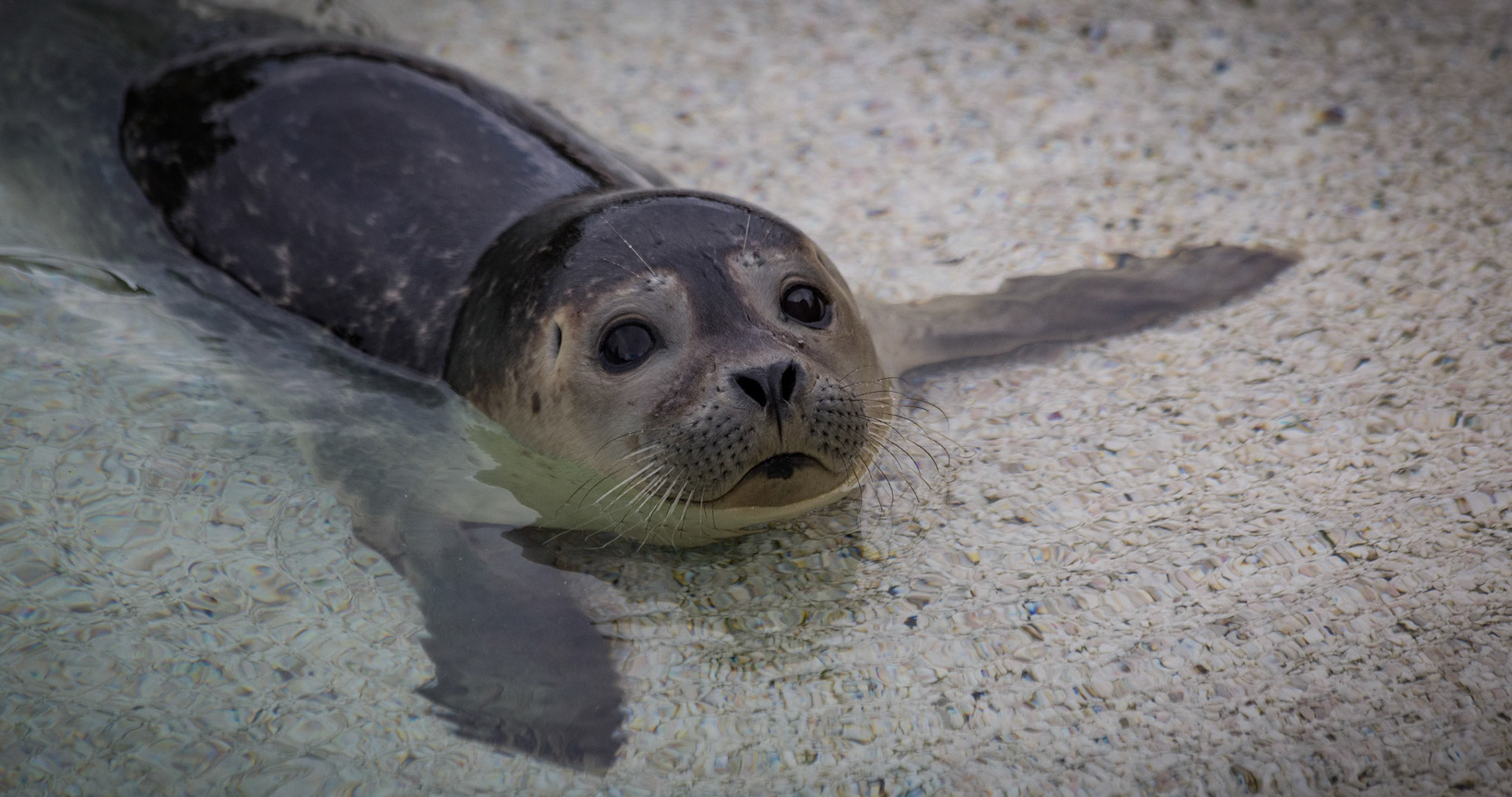 Seal at the Reykjavik Zoo, Iceland