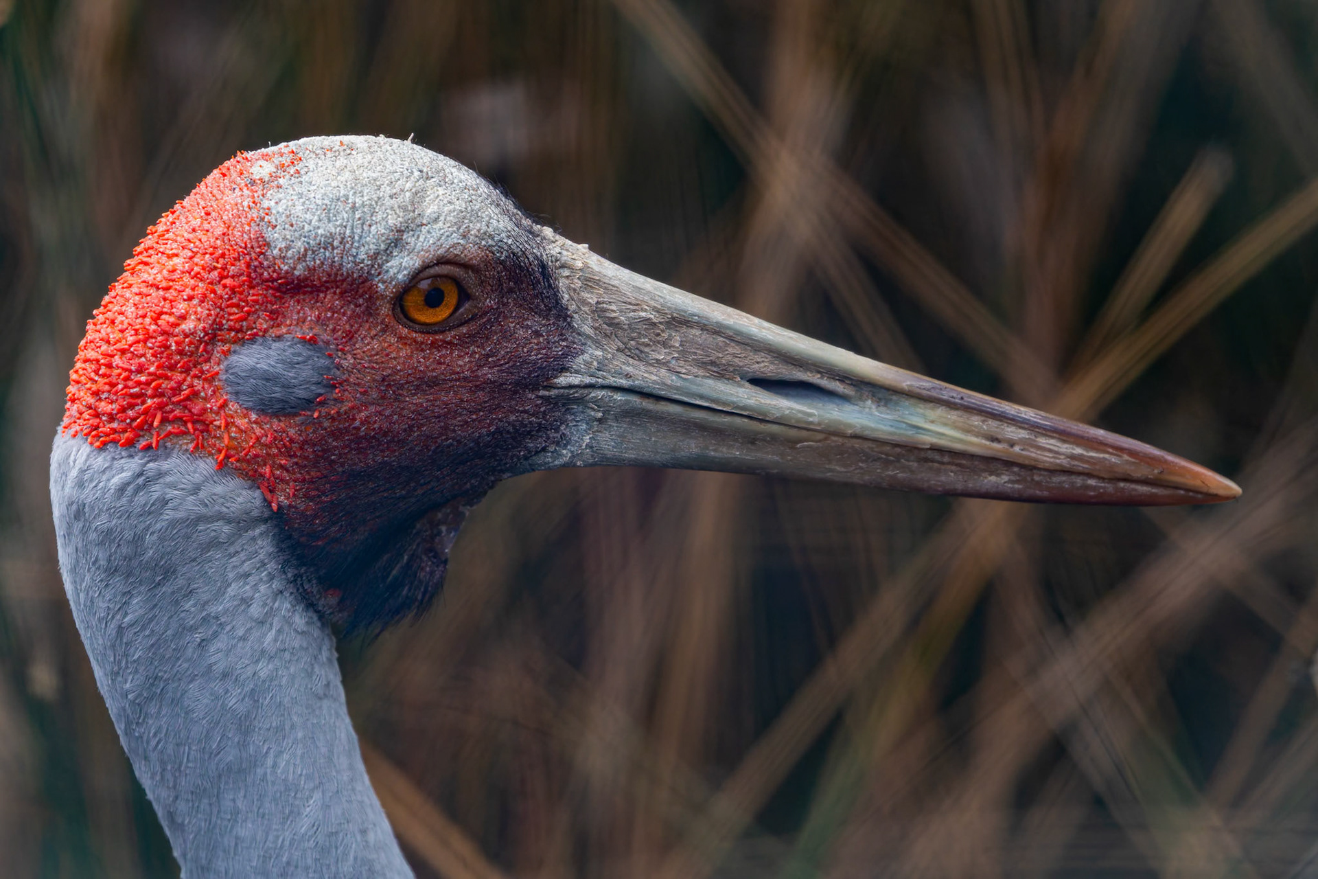 Brolga at Halls Gap Zoo in Halls Gap Victoria, Australia