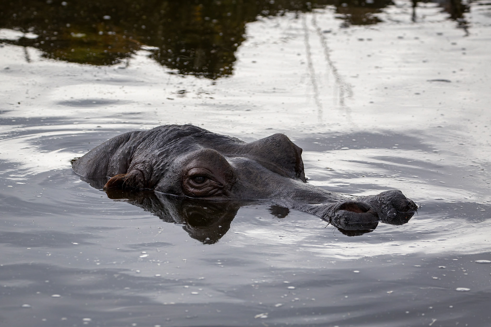 Hippopotamus at Werribee Open Range Zoo in Werribee South in Victoria, Australia