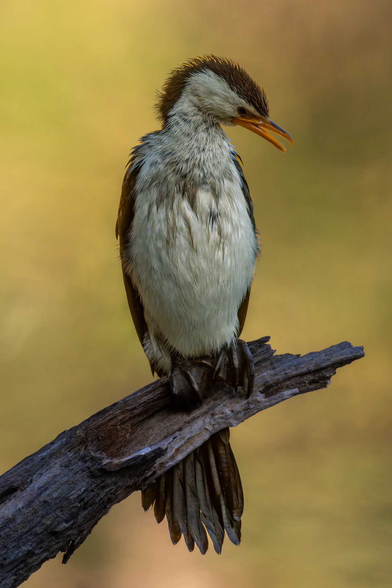 Little Pied Cormorant at Berrinba Wetlands, Australia
