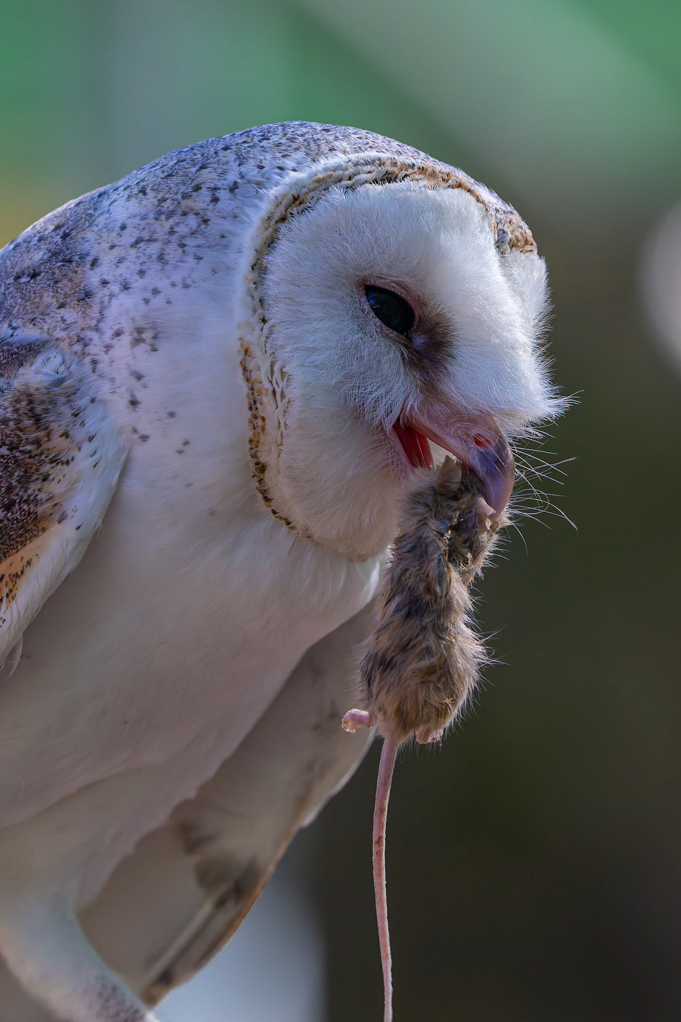 Barn Owl at the Raptor Domain on Kangaroo Island, Australia