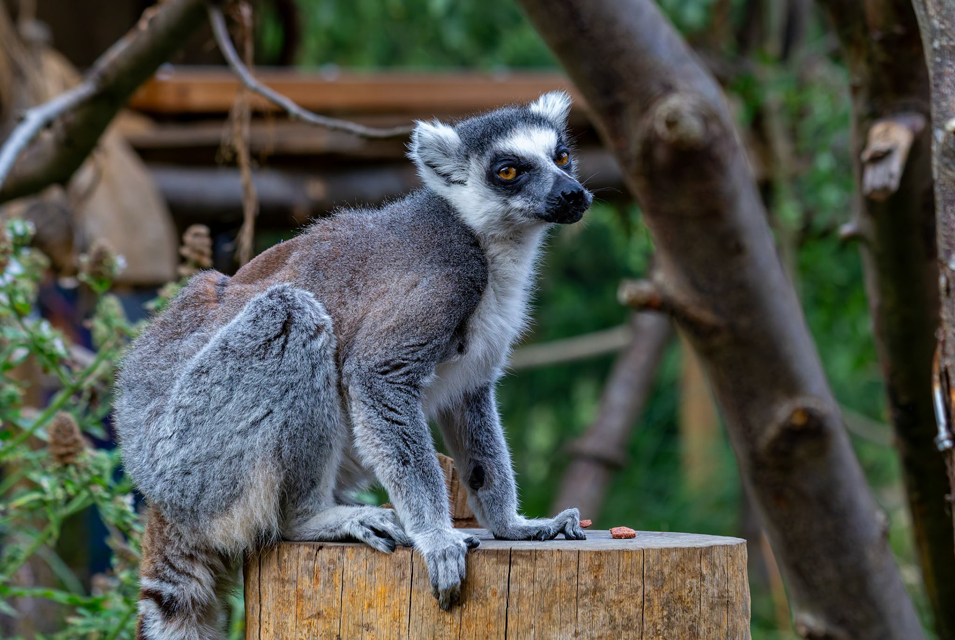 Lemur at the London ZSL