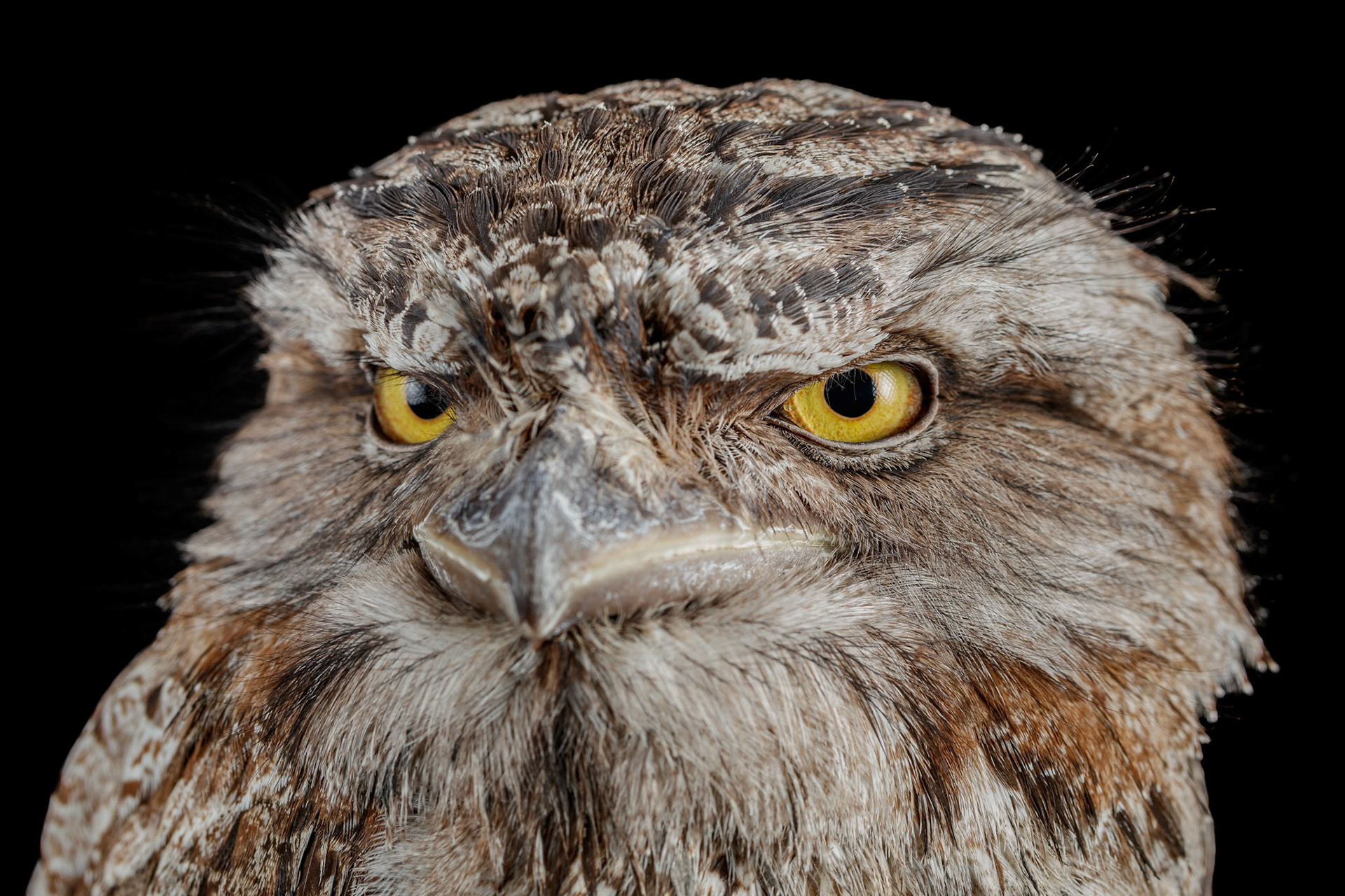 Lulu the Tawny Frogmouth at the Canon Collection  Wildcall Wildlife Portraits event, Australia