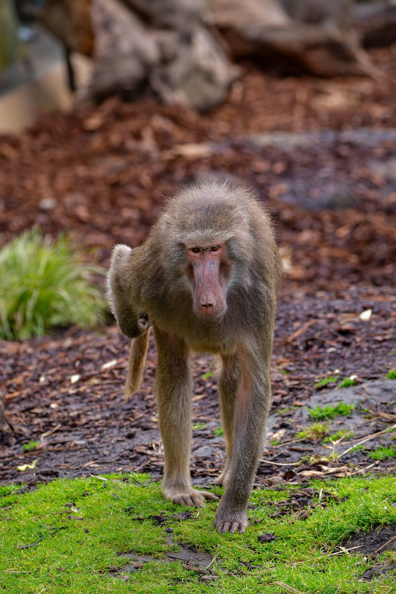 Hamadryas Baboon at the Melbourne Zoo in Melbourne, Australia