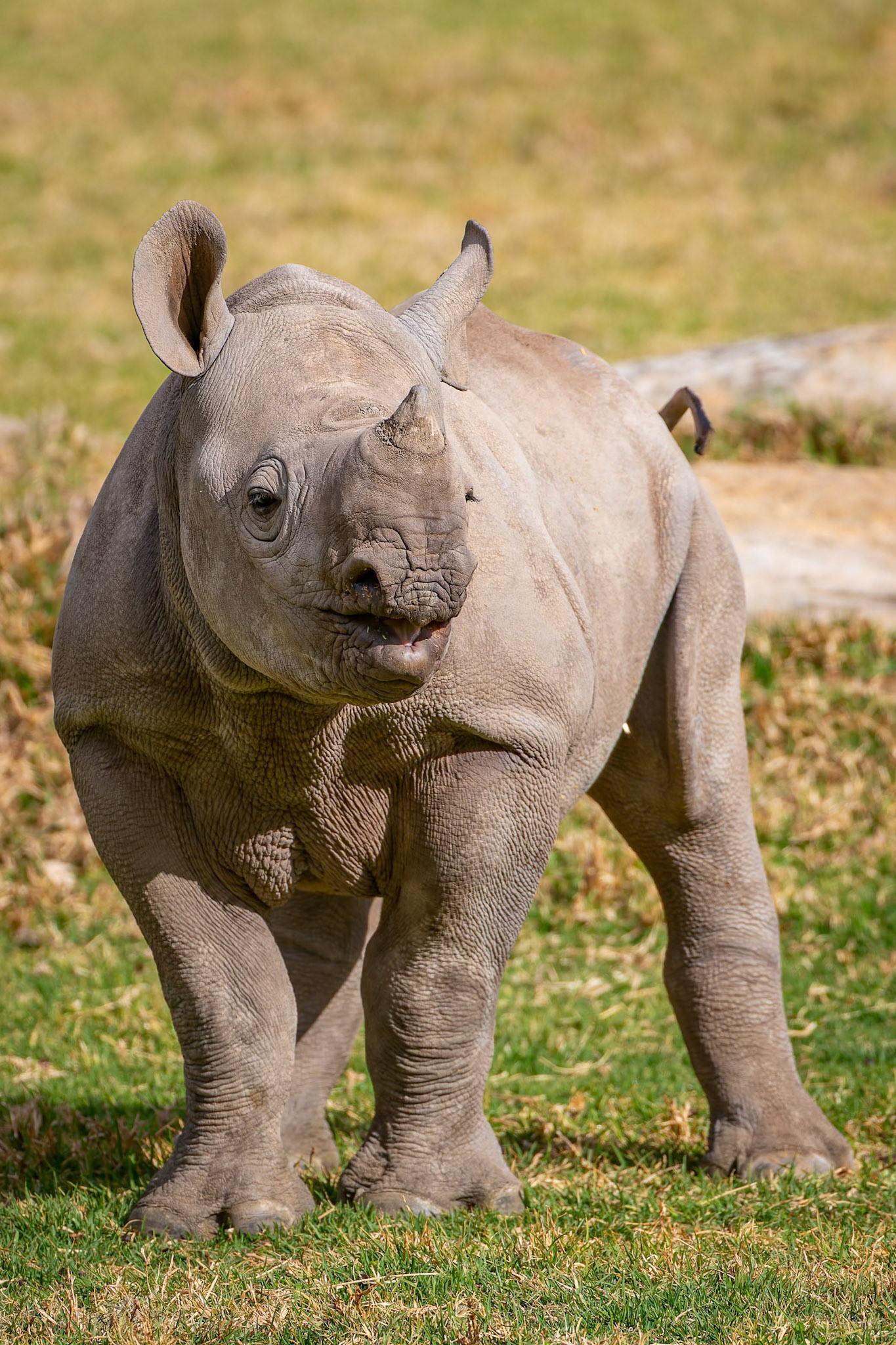 Baby Black Rhinoceros at Dubbo Zoo in Dubbo, Australia