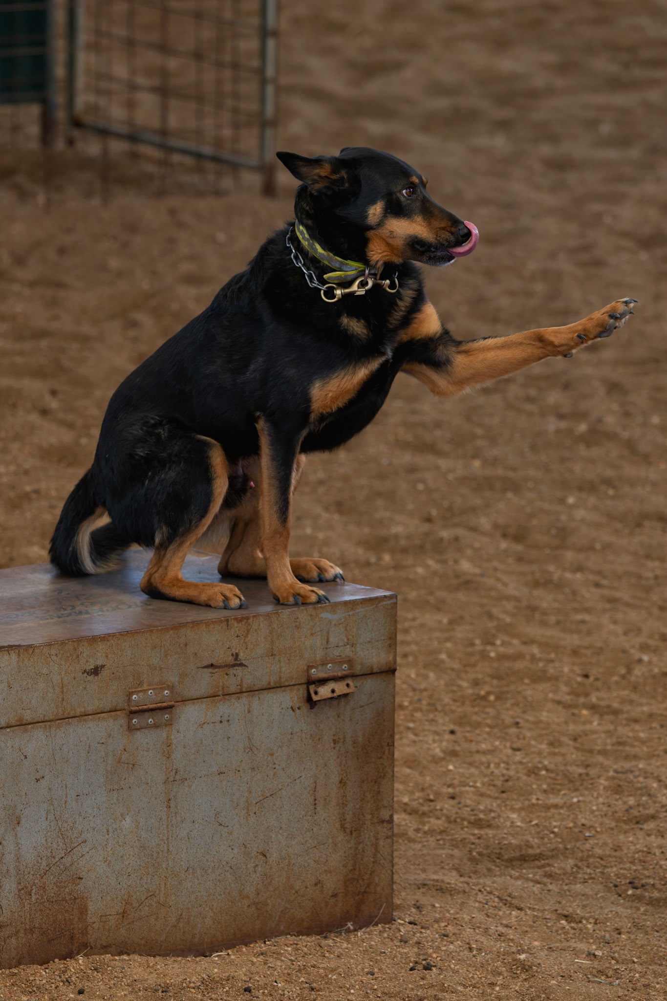 The Live Outback Stockmans Show at the Stockmans Hall of Fame in Longreach, Australia