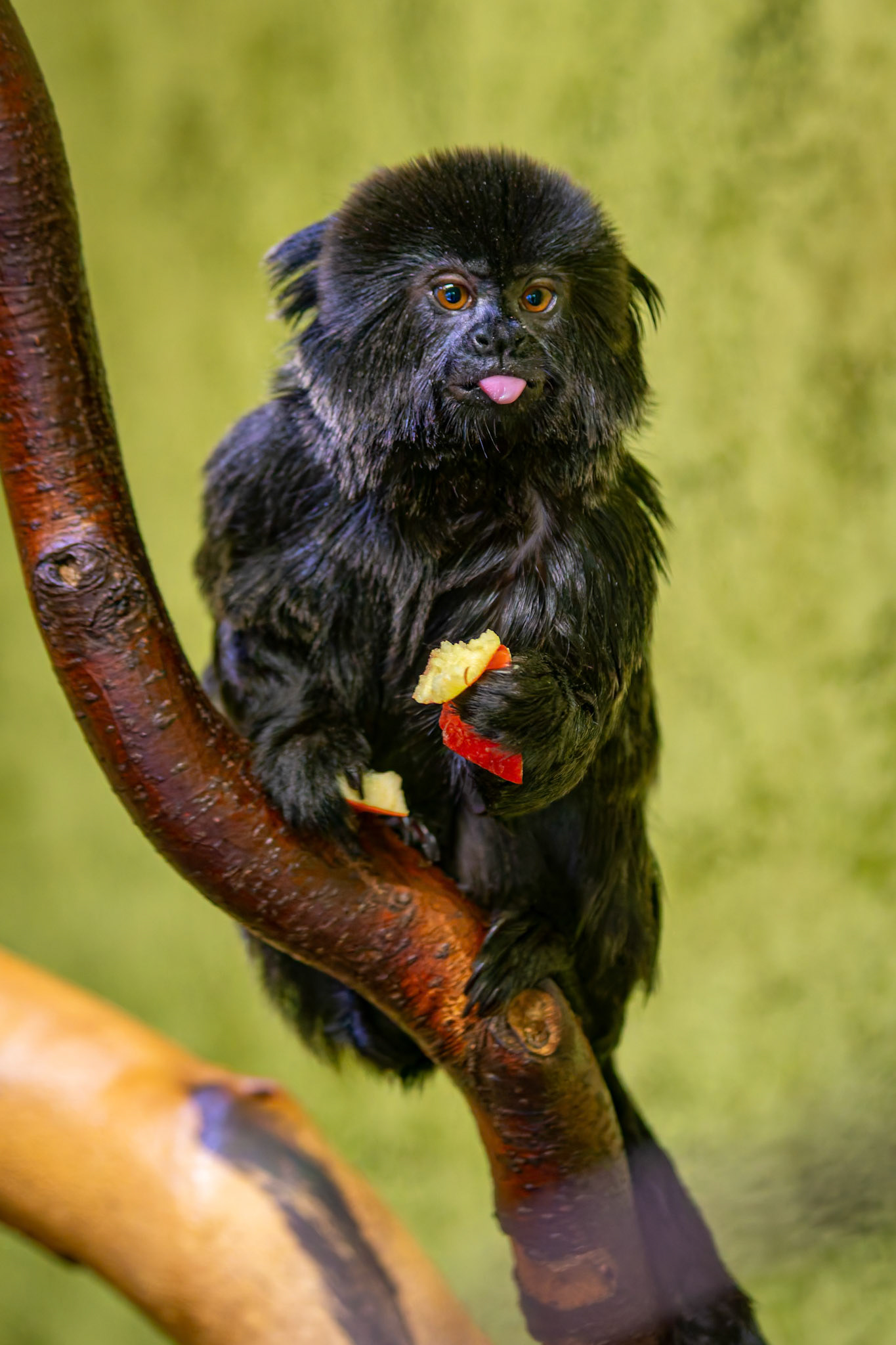 Goeldis Monkey at the Edinburgh Zoo, Scotland